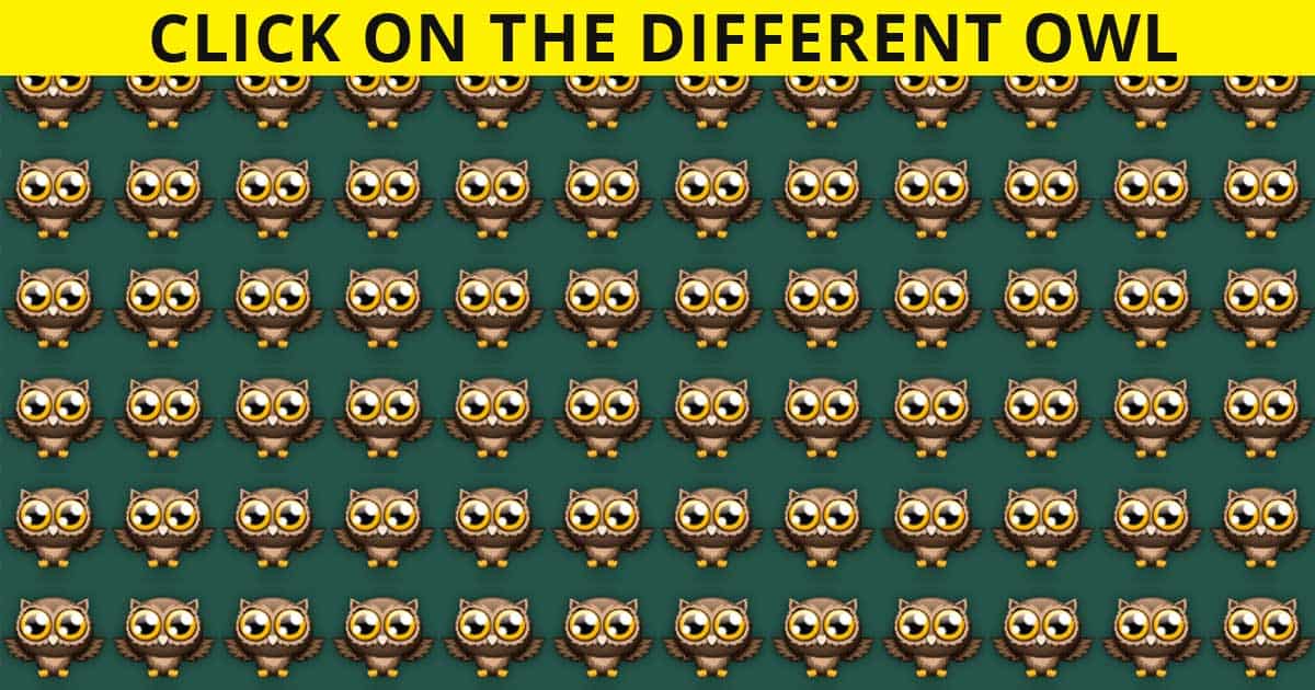 Can You Identify The Odd Owl Out In This Difficult Test? QuizPost