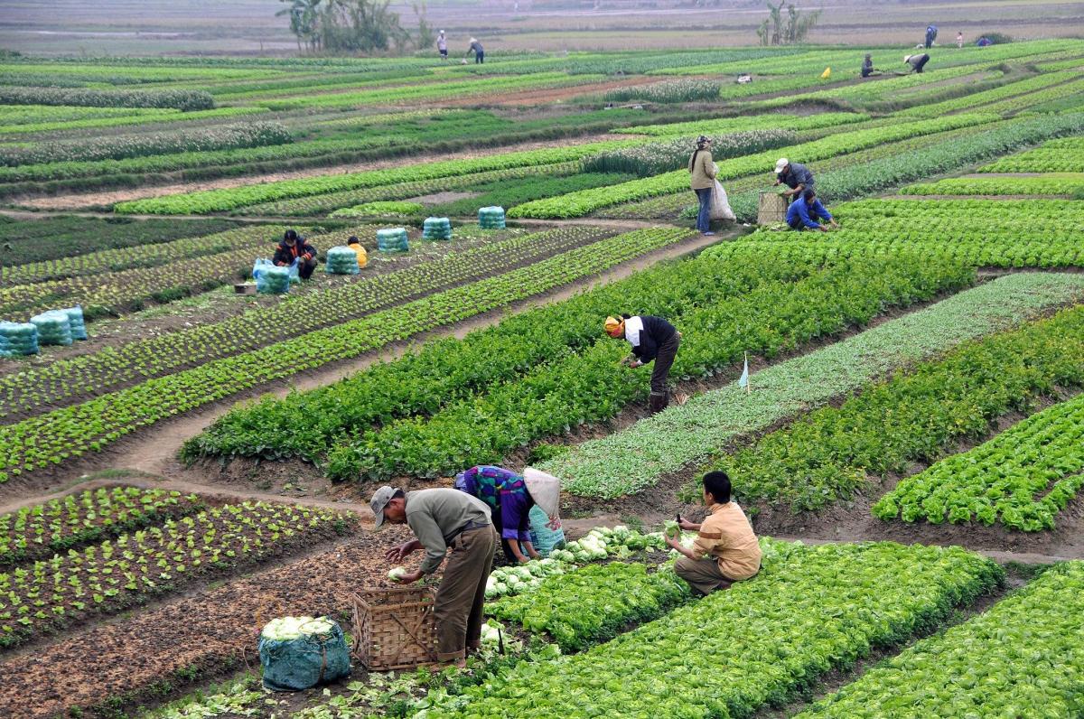 Does veganism save the environment? Qul Mind