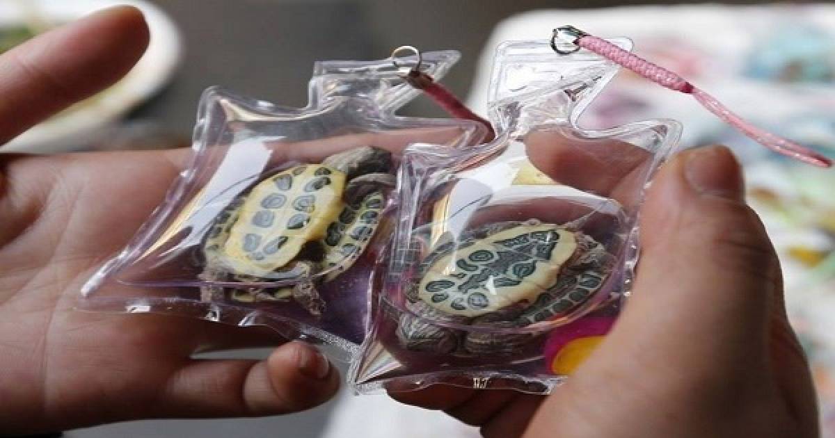 Live Animals Are Being Stuck Inside Tiny Plastic Keychains