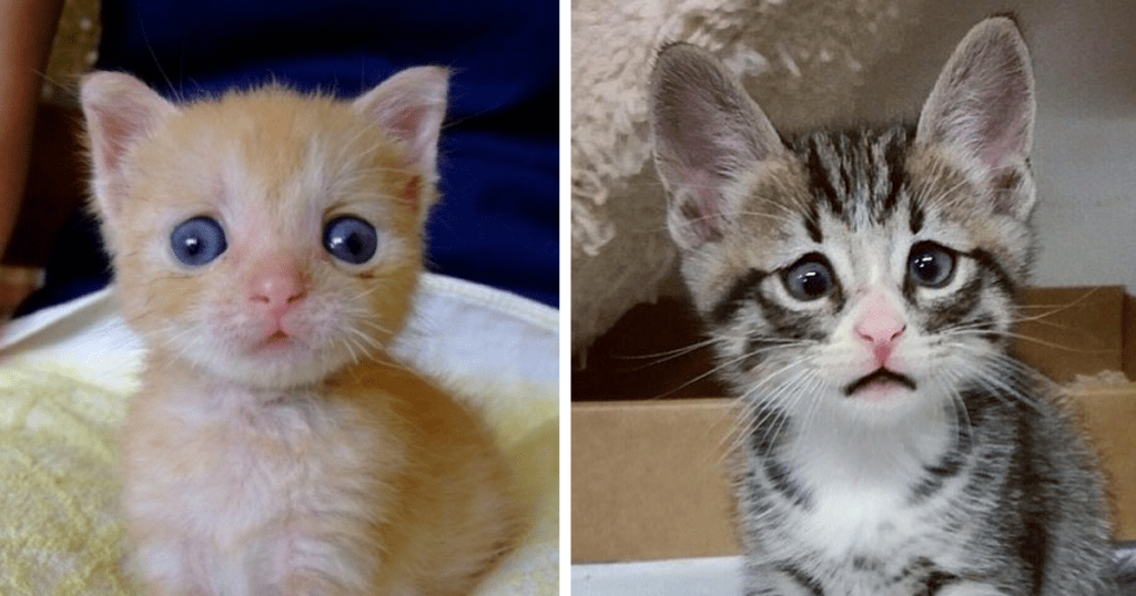 15 Cats With Googly Eyes Prove You Don’t Have To Be Purrfect To Be Loved