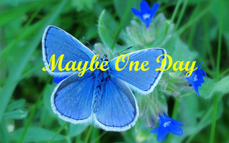 60+ Maybe One Day Quotes Finding Inspiration For The Future