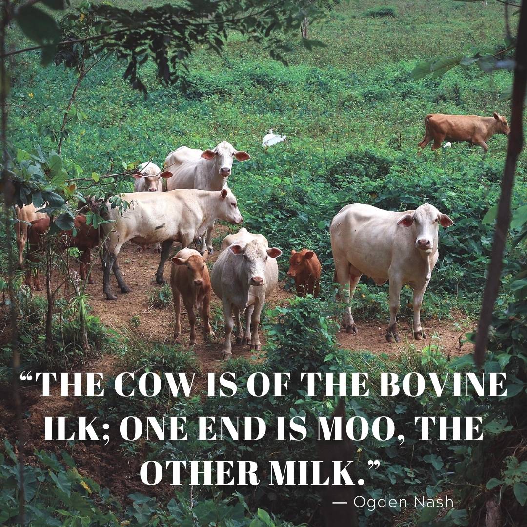 “The cow is of the bovine ilk; one end is moo, the other milk.” ― Ogden