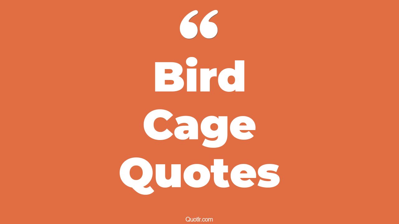 45+ Heartwarming Bird Cage Quotes That Will Unlock Your True Potential