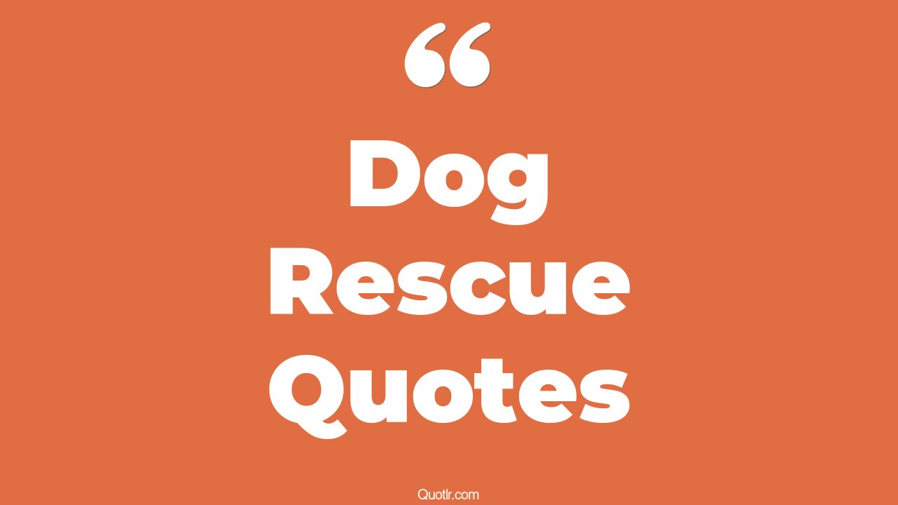 37+ Uplifting Dog Rescue Quotes That Will Unlock Your True Potential