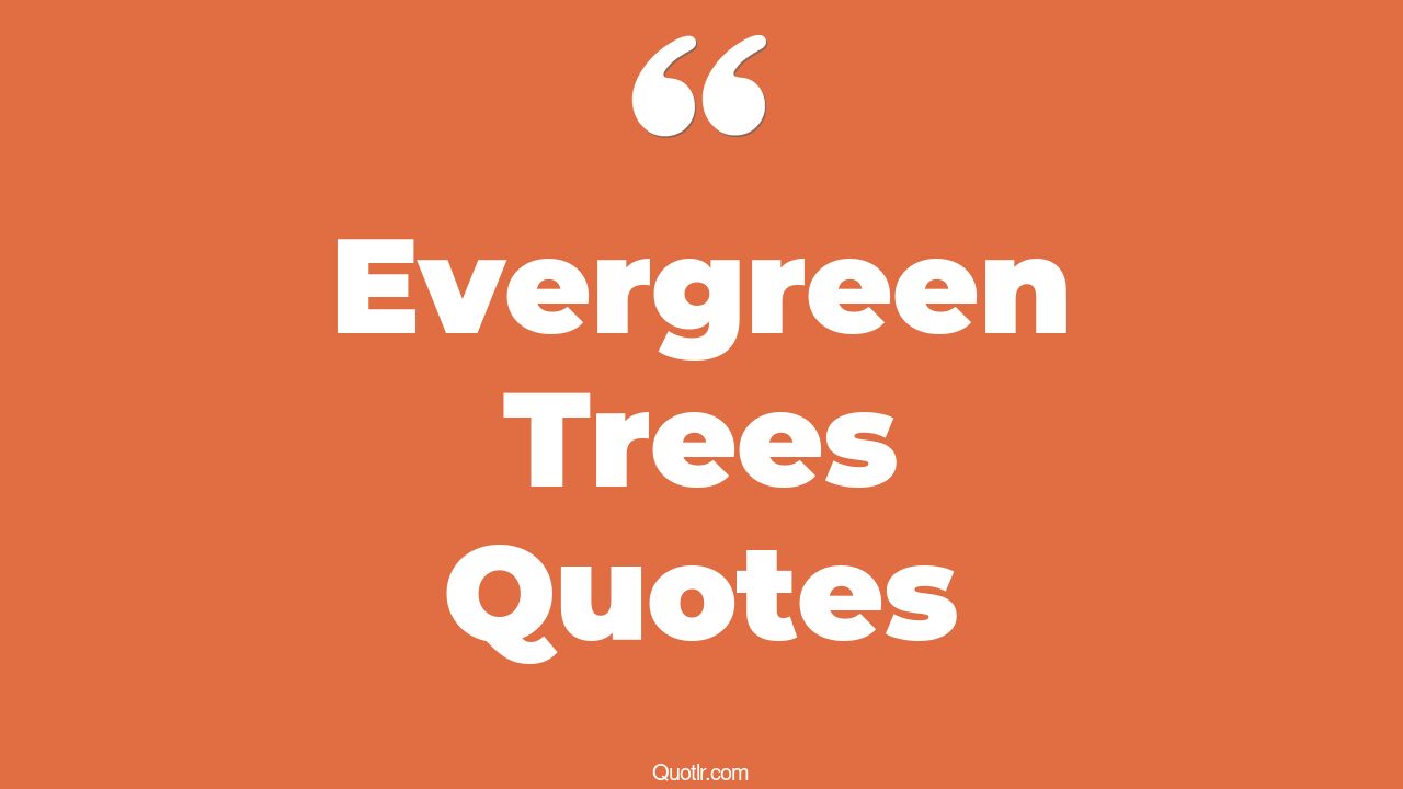 10+ EyeOpening Evergreen Trees Quotes That Will Inspire Your Inner Self