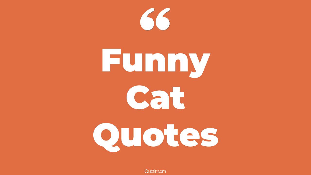 84+ Powerful Funny Cat Quotes That Will Unlock Your True Potential