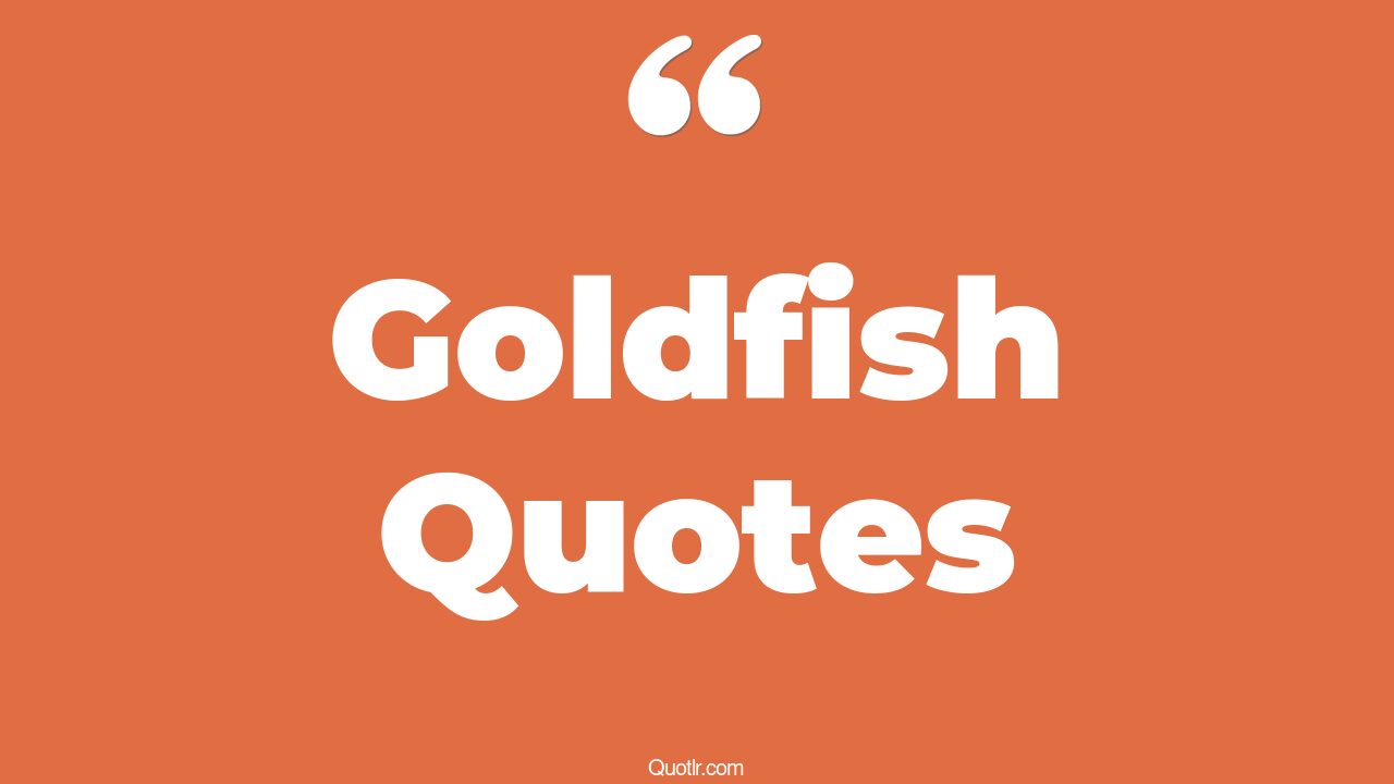 45+ Belligerent Goldfish Quotes That Will Unlock Your True Potential