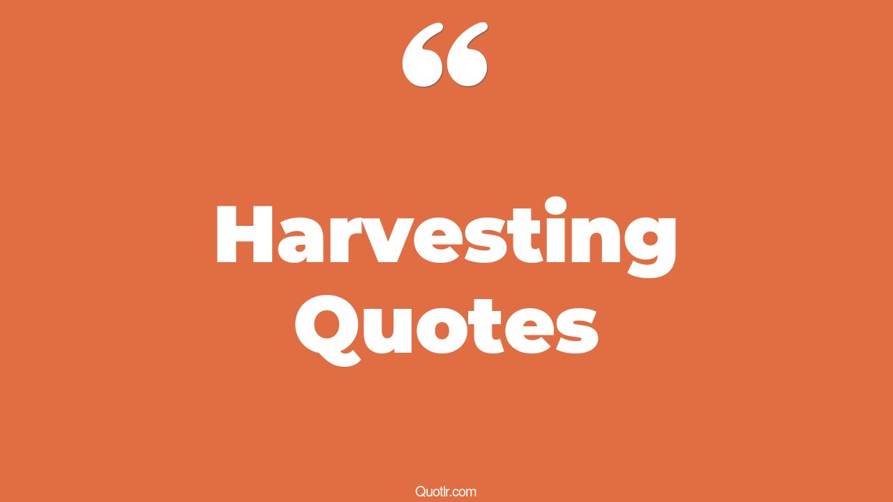 45 Delightful Harvesting Quotes what you plant is what you harvest