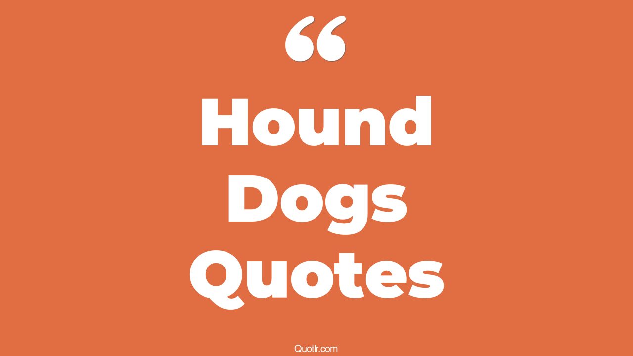21+ Contentment Hound Dogs Quotes That Will Unlock Your True Potential
