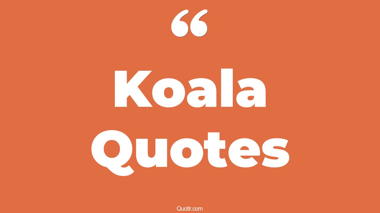 33+ Mindblowing Koala Quotes That Will Unlock Your True Potential