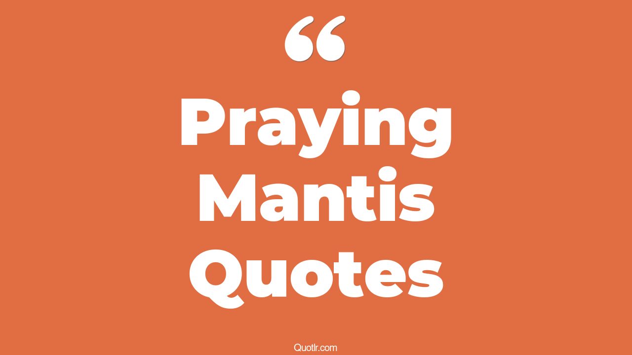 5+ Delicious Praying Mantis Quotes That Will Unlock Your True Potential