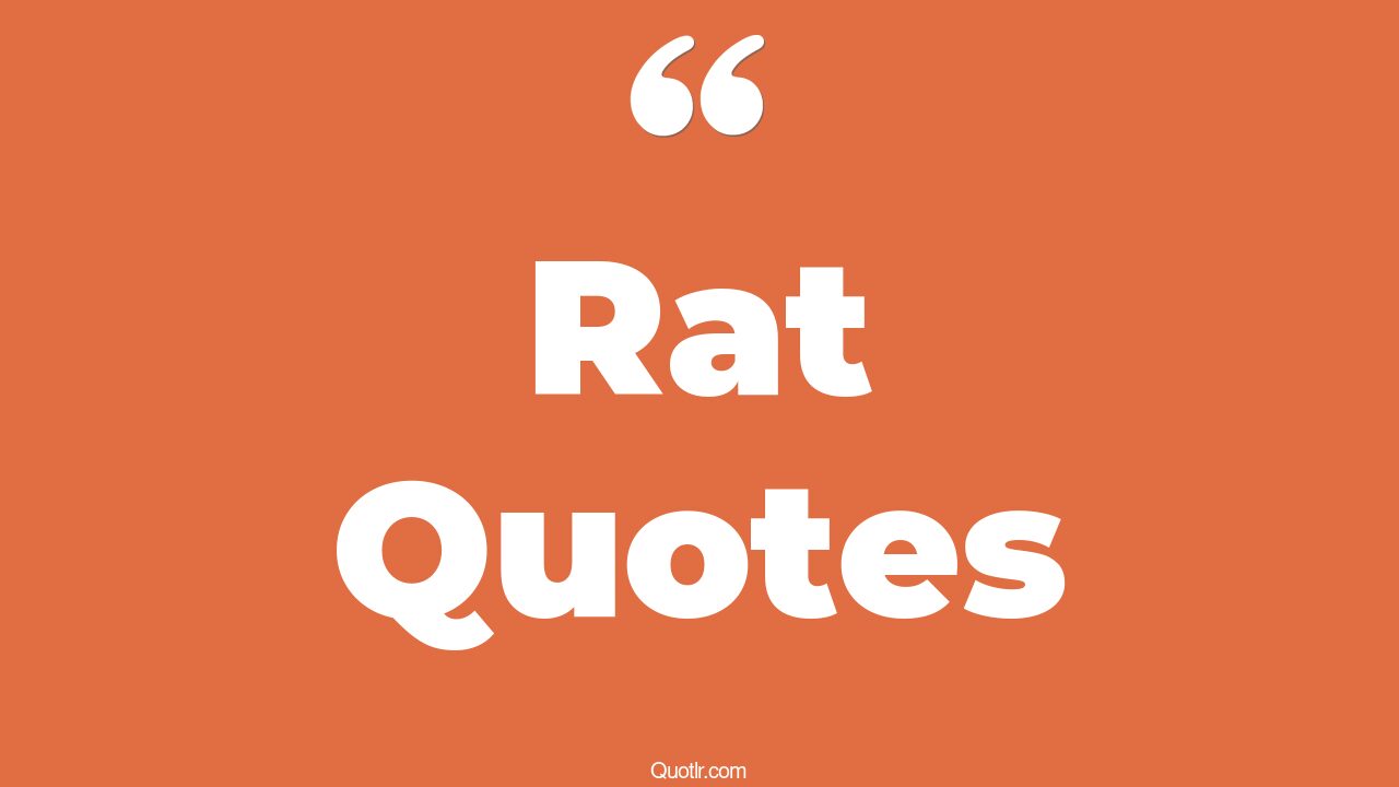 504+ Successful Rat Quotes That Will Unlock Your True Potential