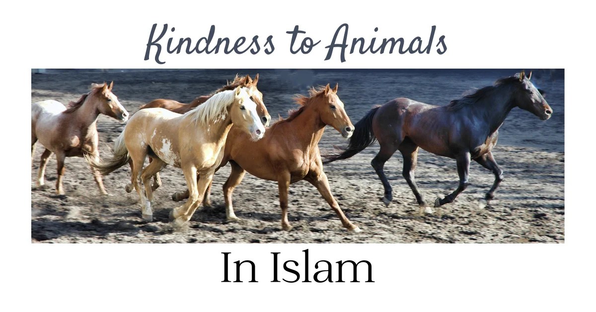 Animals in Islam How to treat animals? A Message of Kindness