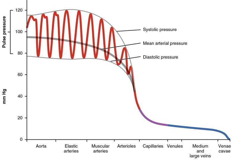 Chapter 7 THE CARDIOVASCULAR SYSTEM BLOOD VESSELS AND CIRCULATION Anatomy & Physiology