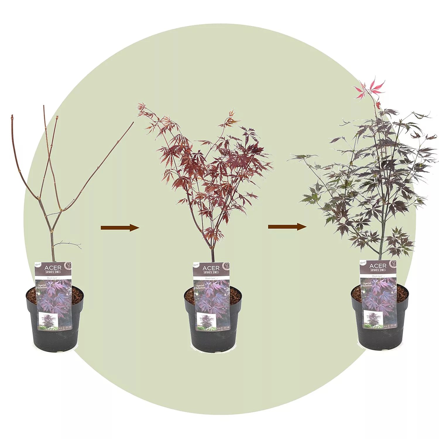 ROOTZ PLANTS japanischer Ahorn Acer Black Lace Topfgröße Ø 19cm 1