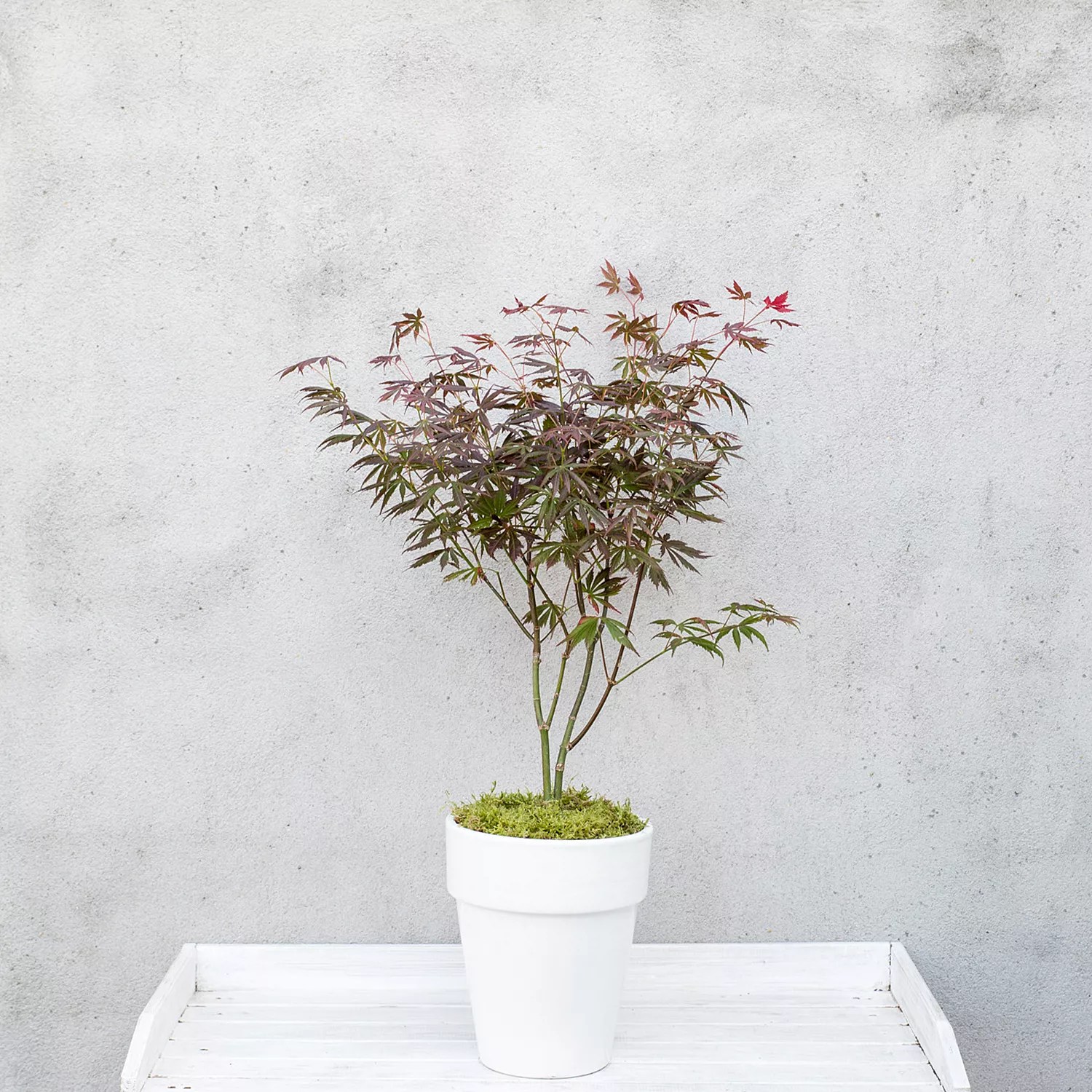 ROOTZ PLANTS japanischer Ahorn Acer Black Lace Topfgröße Ø 19cm 1