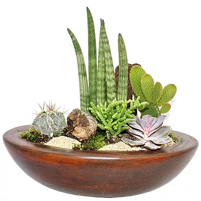 EXOTENHERZ Kakteen & Sukkulenten Arrangement in