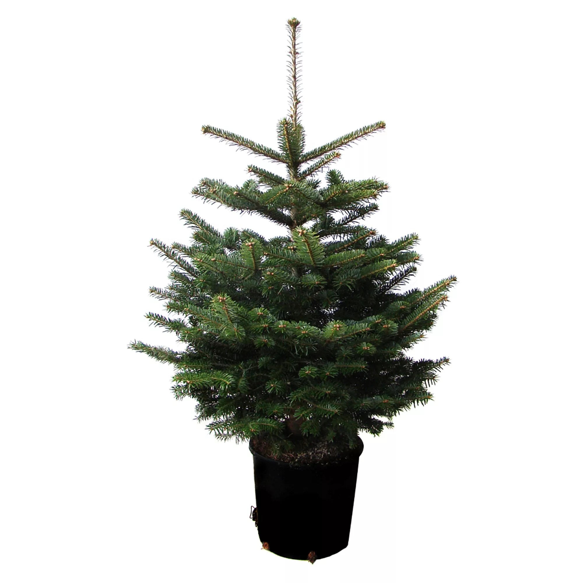Weihnachtsbaumland® Echte Nordmanntanne Weihnachtsbaum Im Topf Zum Einpflanzen - Qvc.de