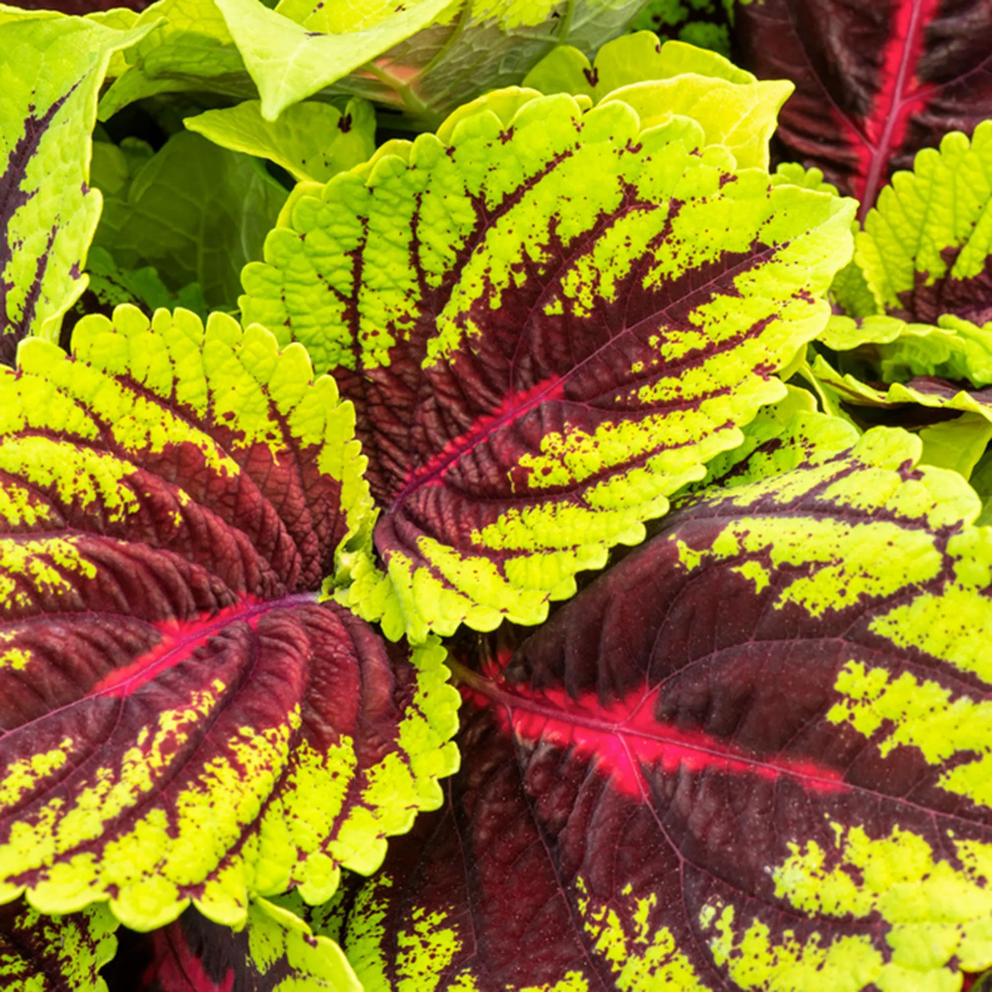 ROOTZ PLANTS Coleus Brennnessel 3 Stück Topf Ø 13cm Höhe ca. 2540cm