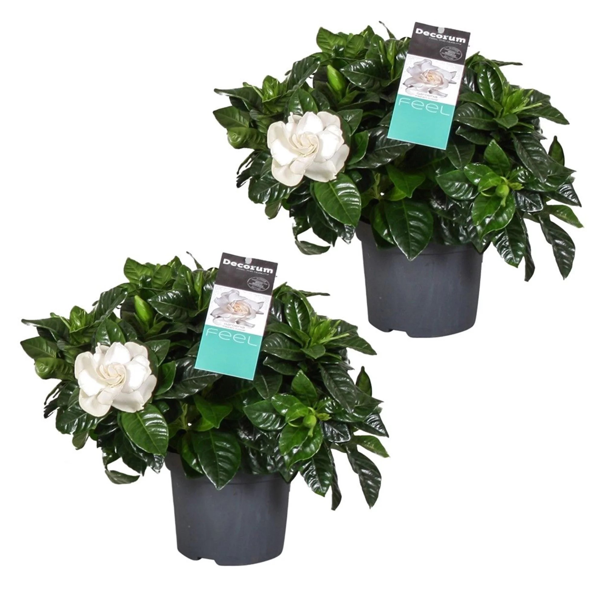 ROOTZ PLANTS Gardenia Jasminoides 2erSet ca. 2030cm QVC.de