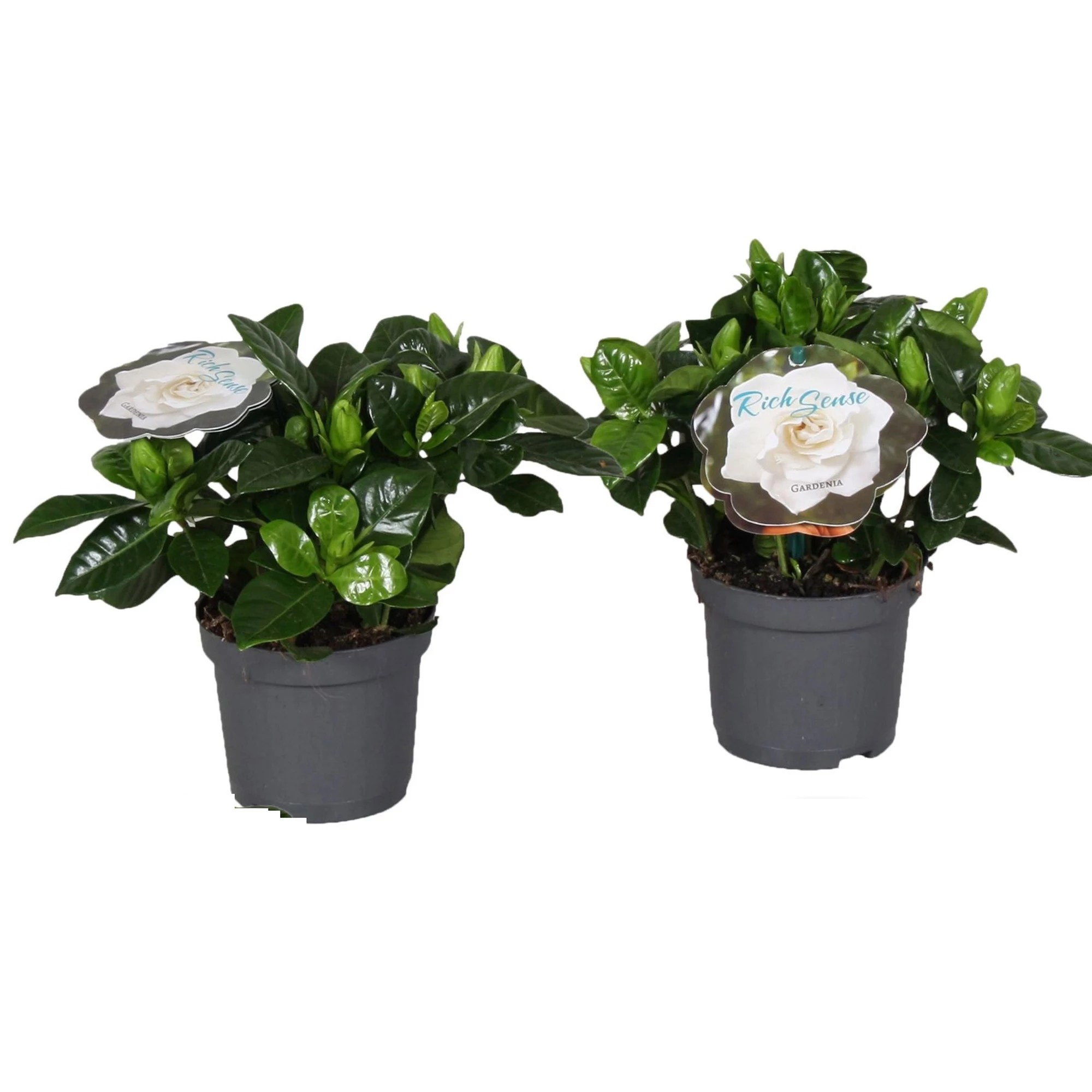 ROOTZ PLANTS Gardenia Jasminoides 2erSet ca. 2030cm QVC.de