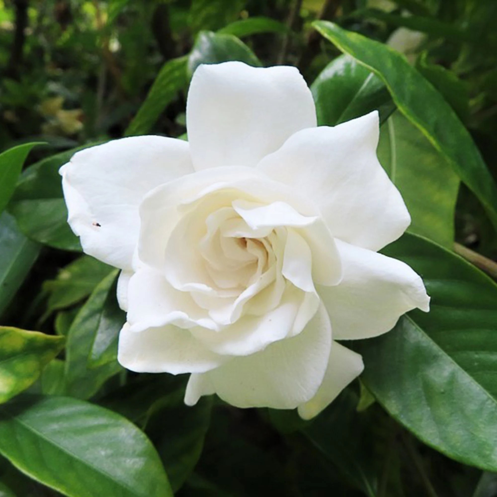 ROOTZ PLANTS Gardenia Jasminoides 2erSet ca. 2030cm QVC.de