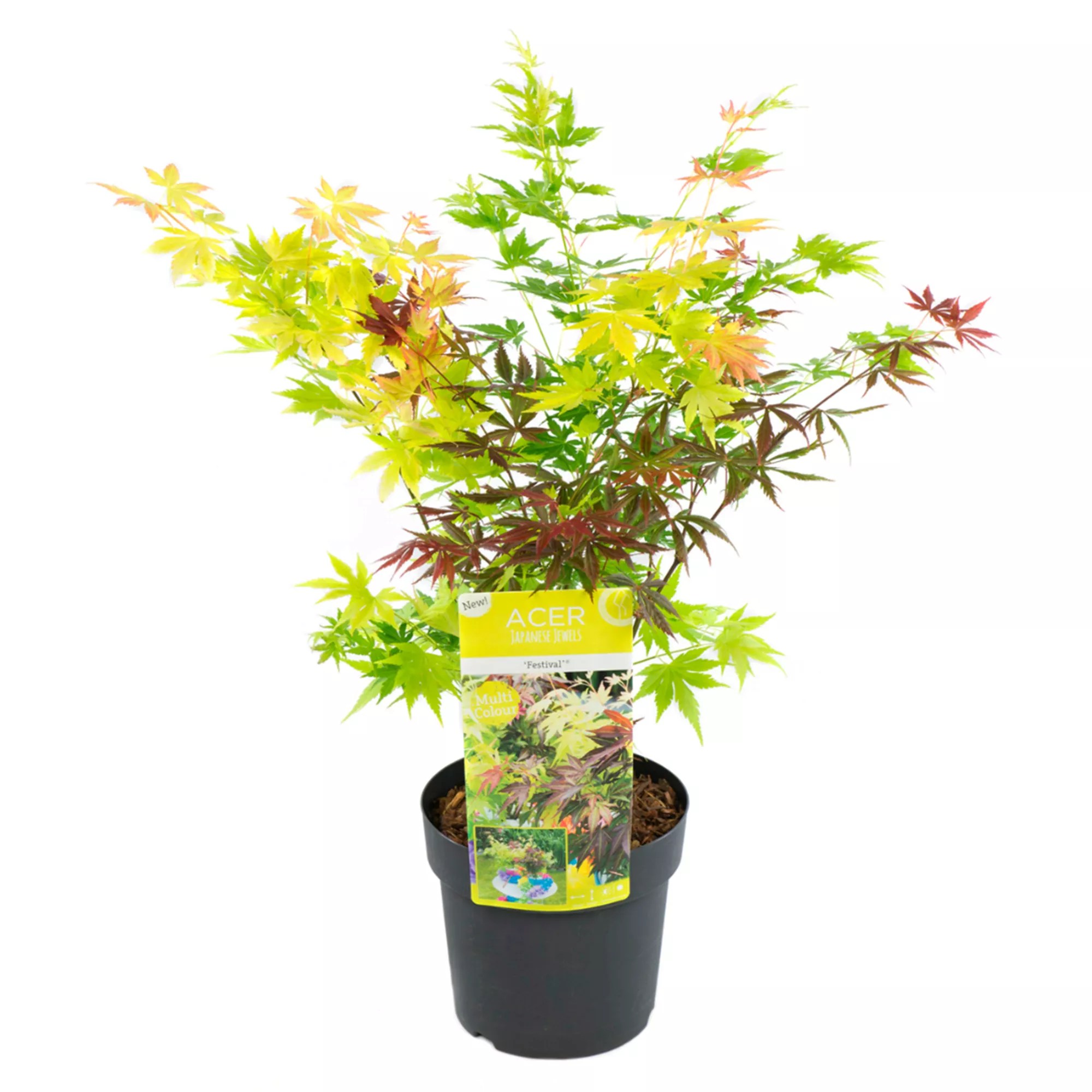 ROOTZ PLANTS japanischer Ahorn Acer Festival Topfgröße Ø 12cm 4