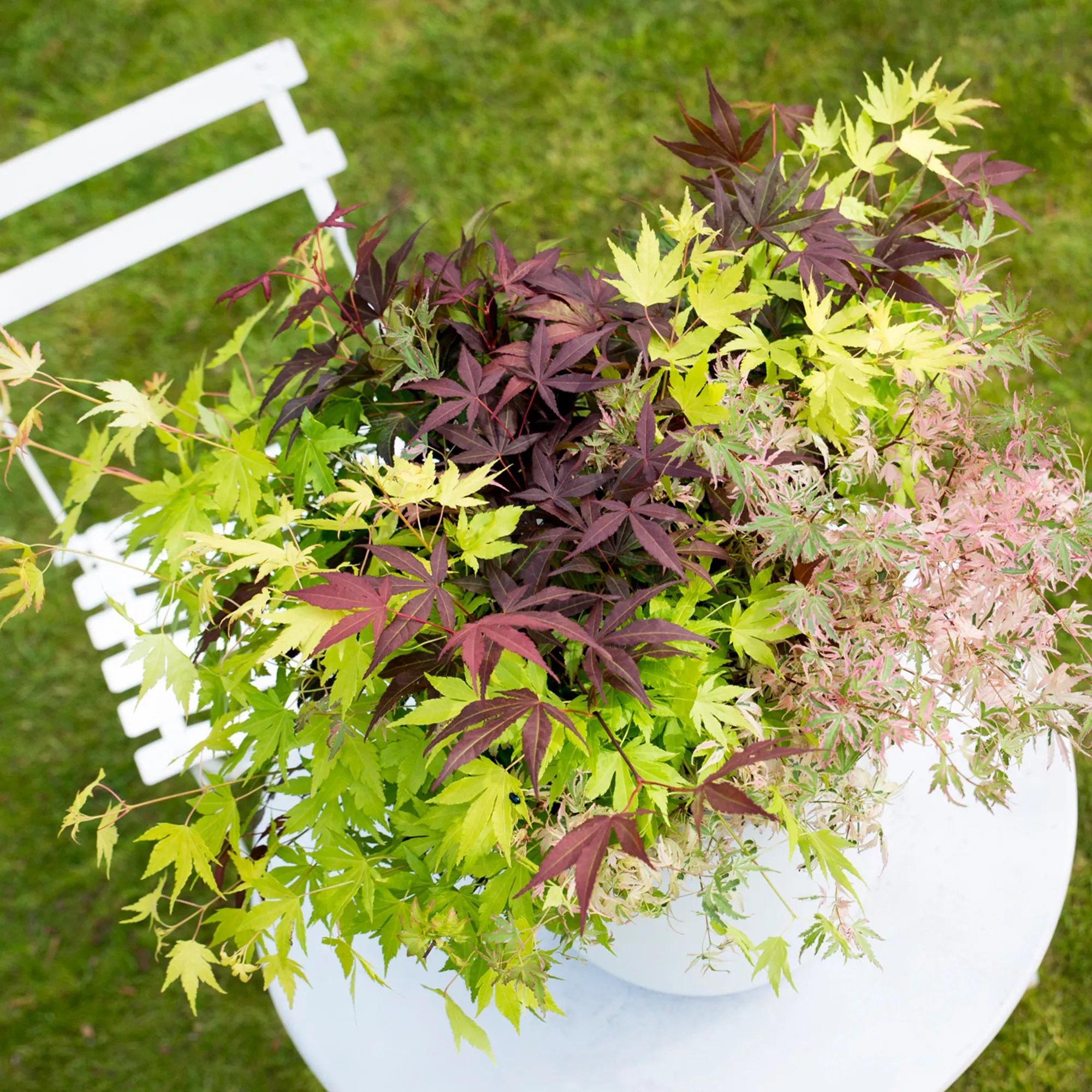 ROOTZ PLANTS japanischer Ahorn Acer Festival Topfgröße Ø 12cm 4