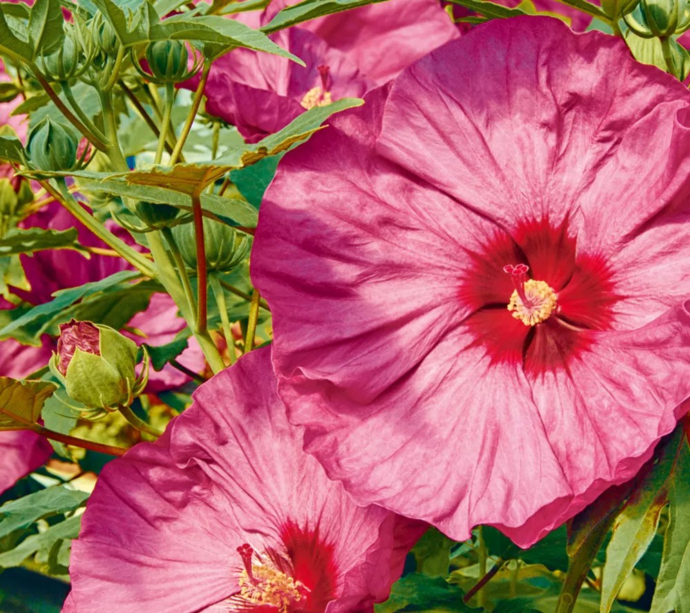 KEYZERS® Rarität XXLHibiscus pink mit rotem Herz 1 Pflanze QVC.de