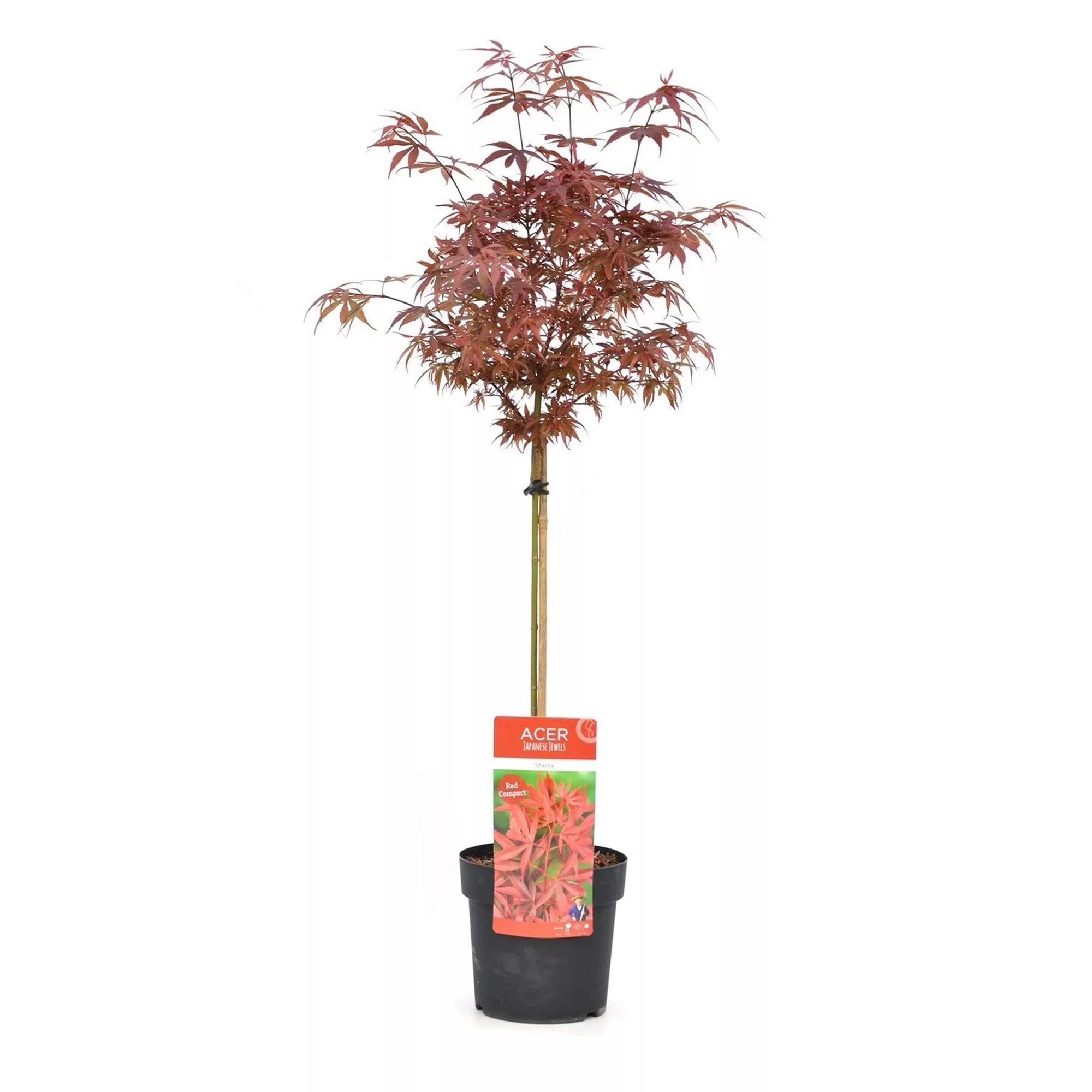 ROOTZ PLANTS japanischer Ahorn Shaina Topfgröße Ø 19cm 1 Pflanze QVC.de