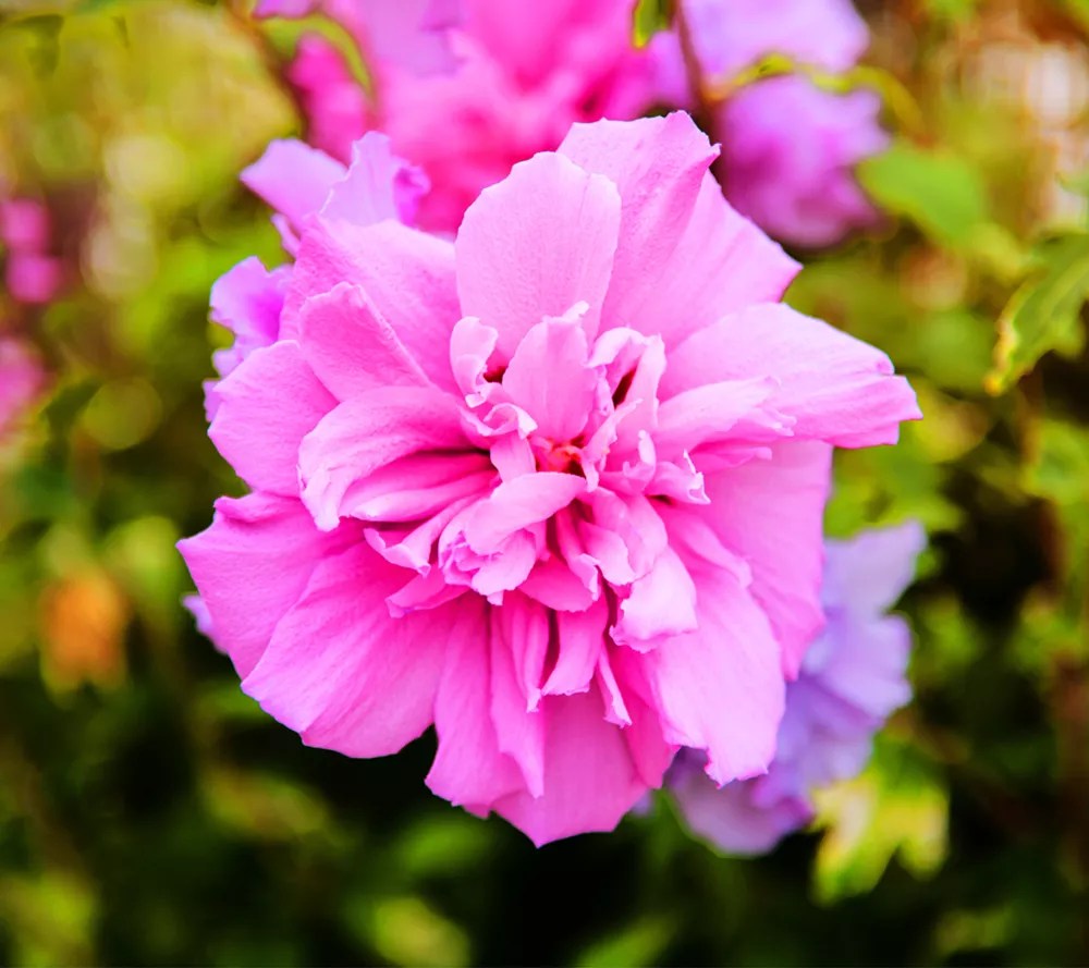 KEYZERS® Hibiscus Pinky Red Rarität 1 Pflanze QVC.de