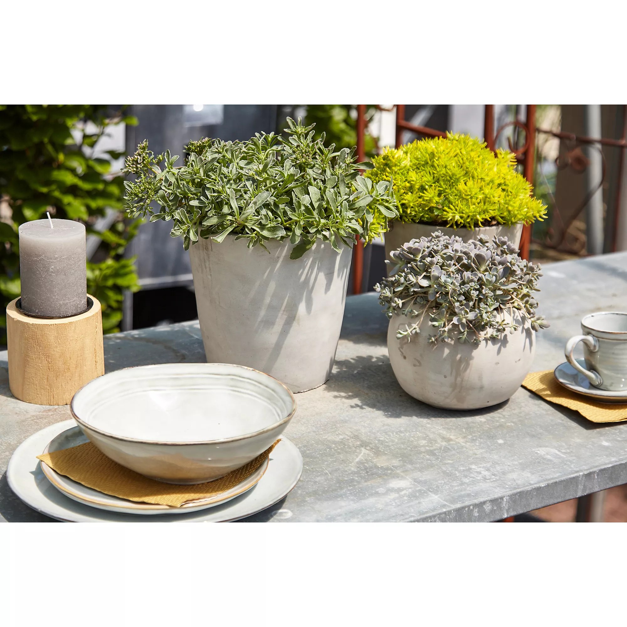 POTTBURRI® Fette Henne im Mix im umweltfreundlichen Blumentopf 2 Sorten