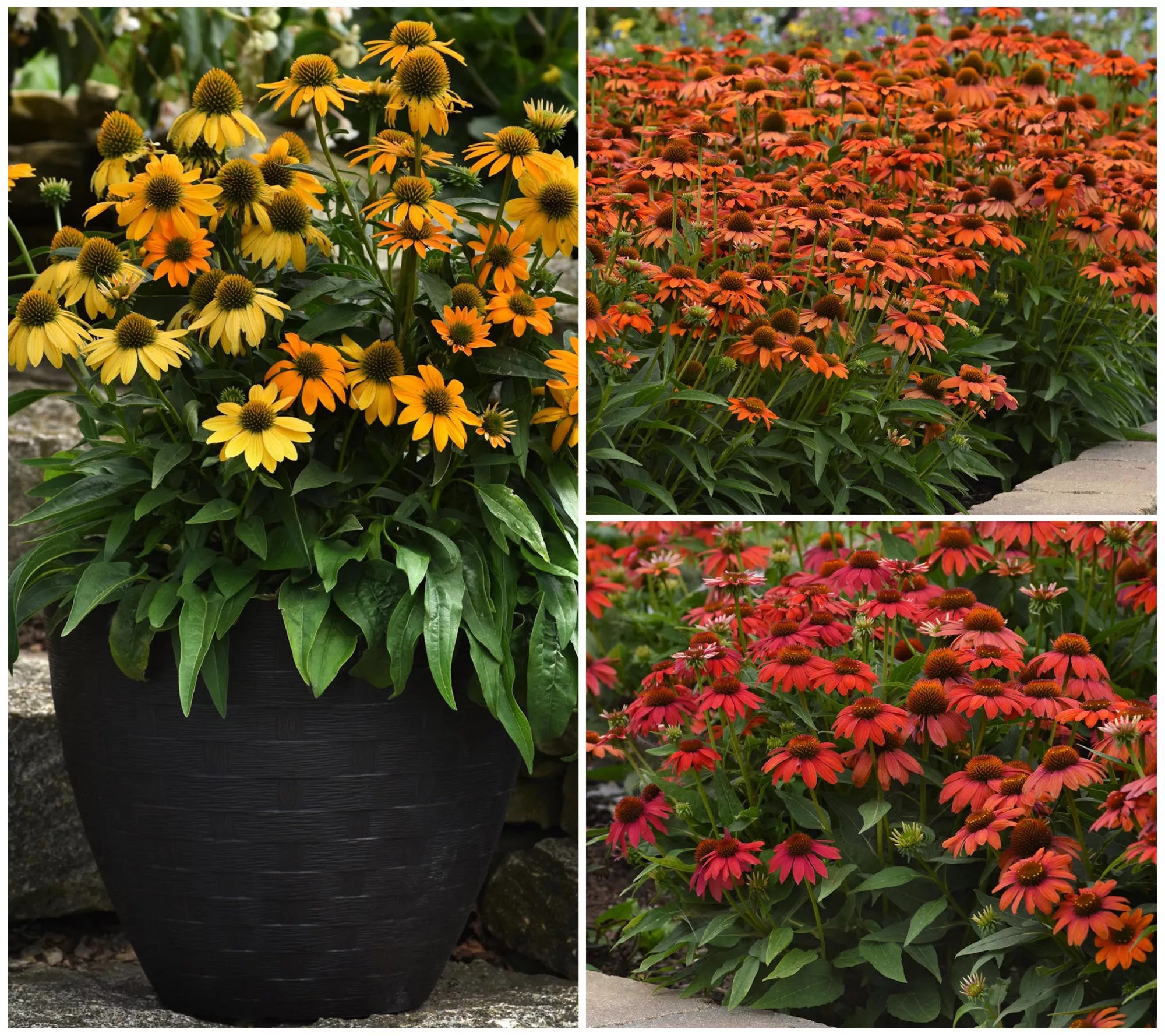 Cottage Farms 3Piece Artisan Coneflowers