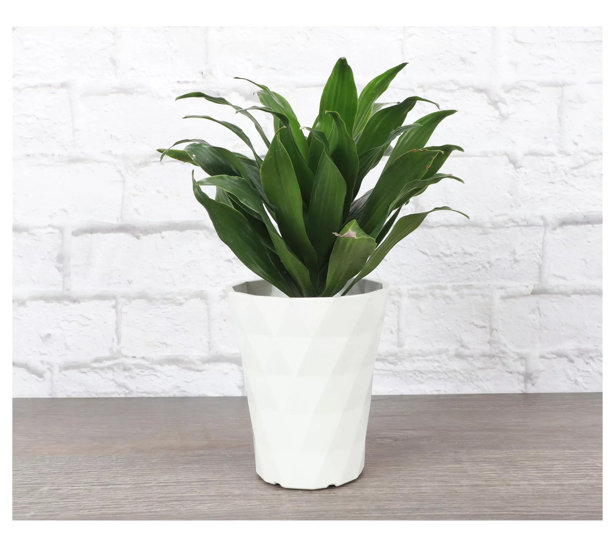 Thorsen's Greenhouse Live 4" Craig Plant in Modern Pot