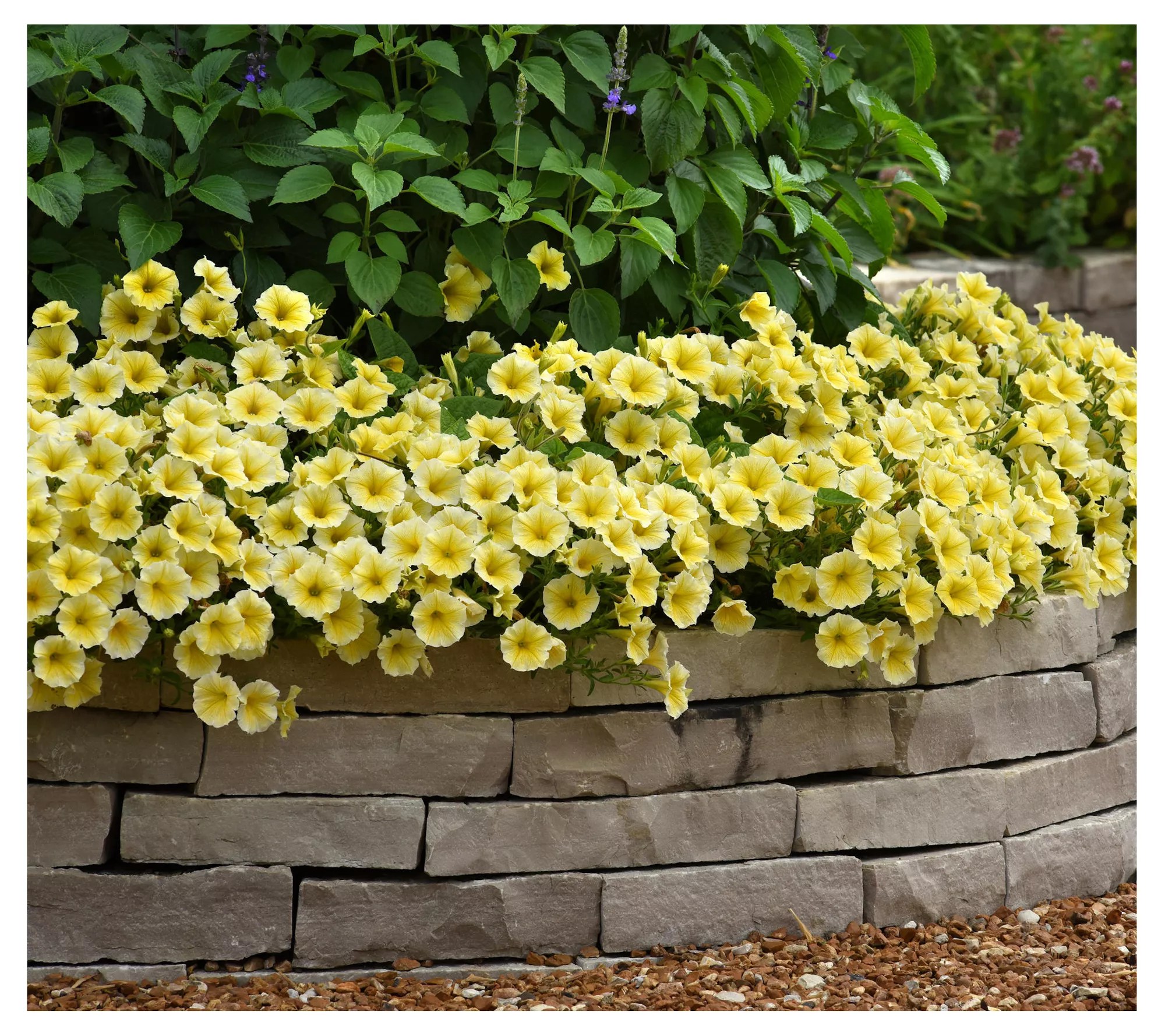 Cottage Farms 3Piece Bee's Knees Petunias