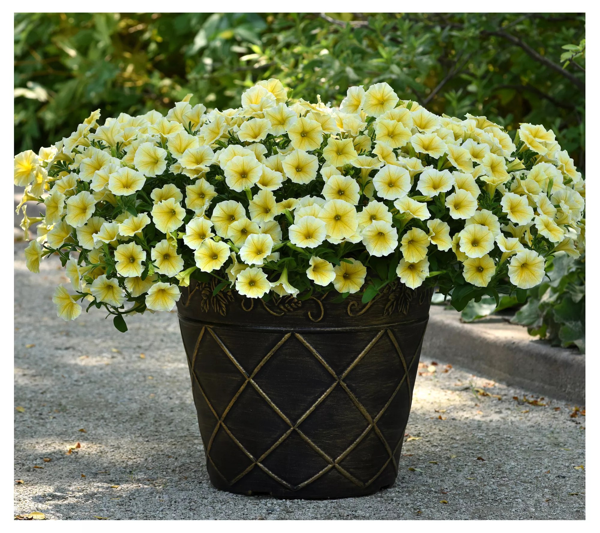 Cottage Farms 3Piece Bee's Knees Petunias