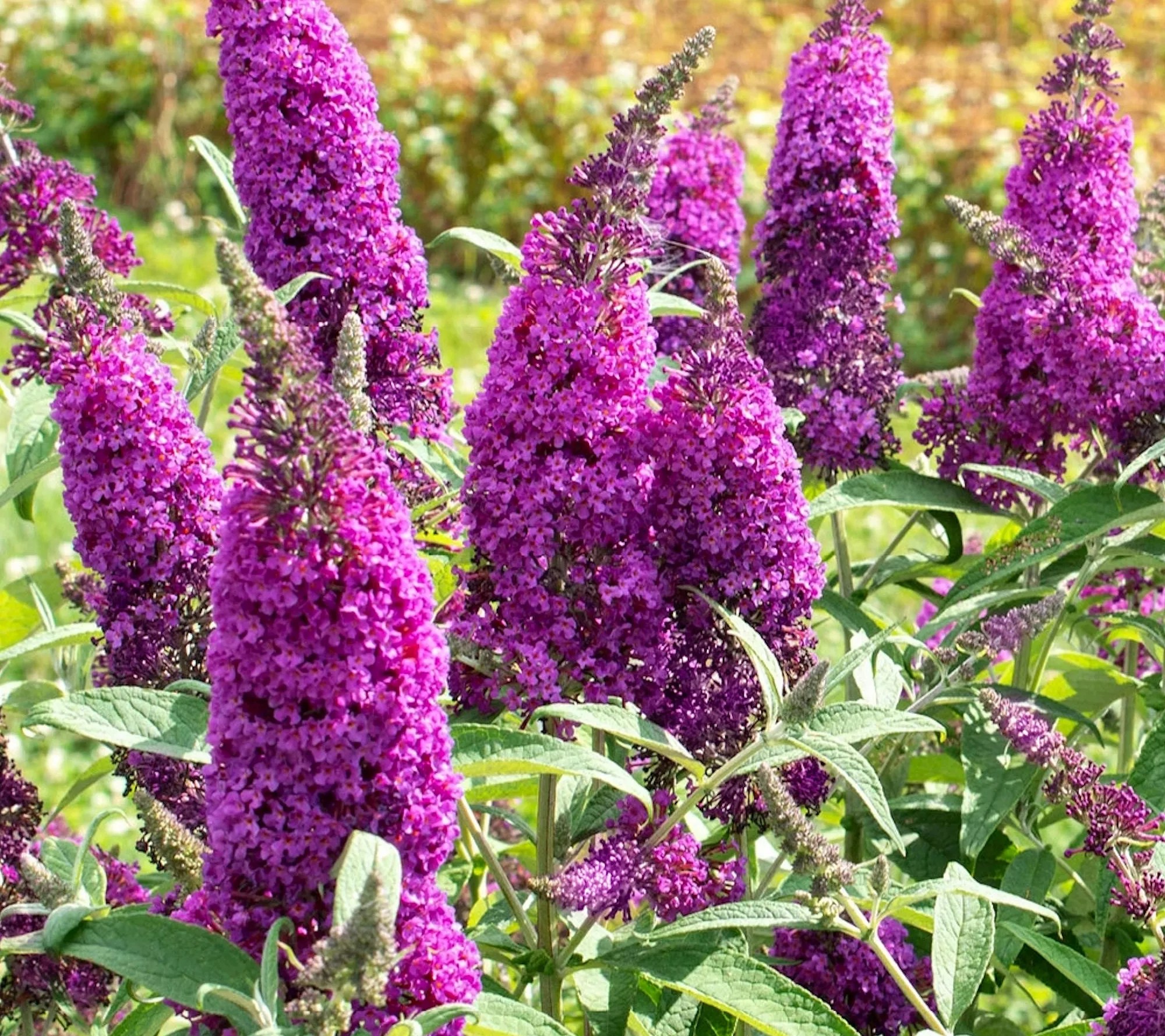 Cottage Farms Royal Razz Butterfly Bush