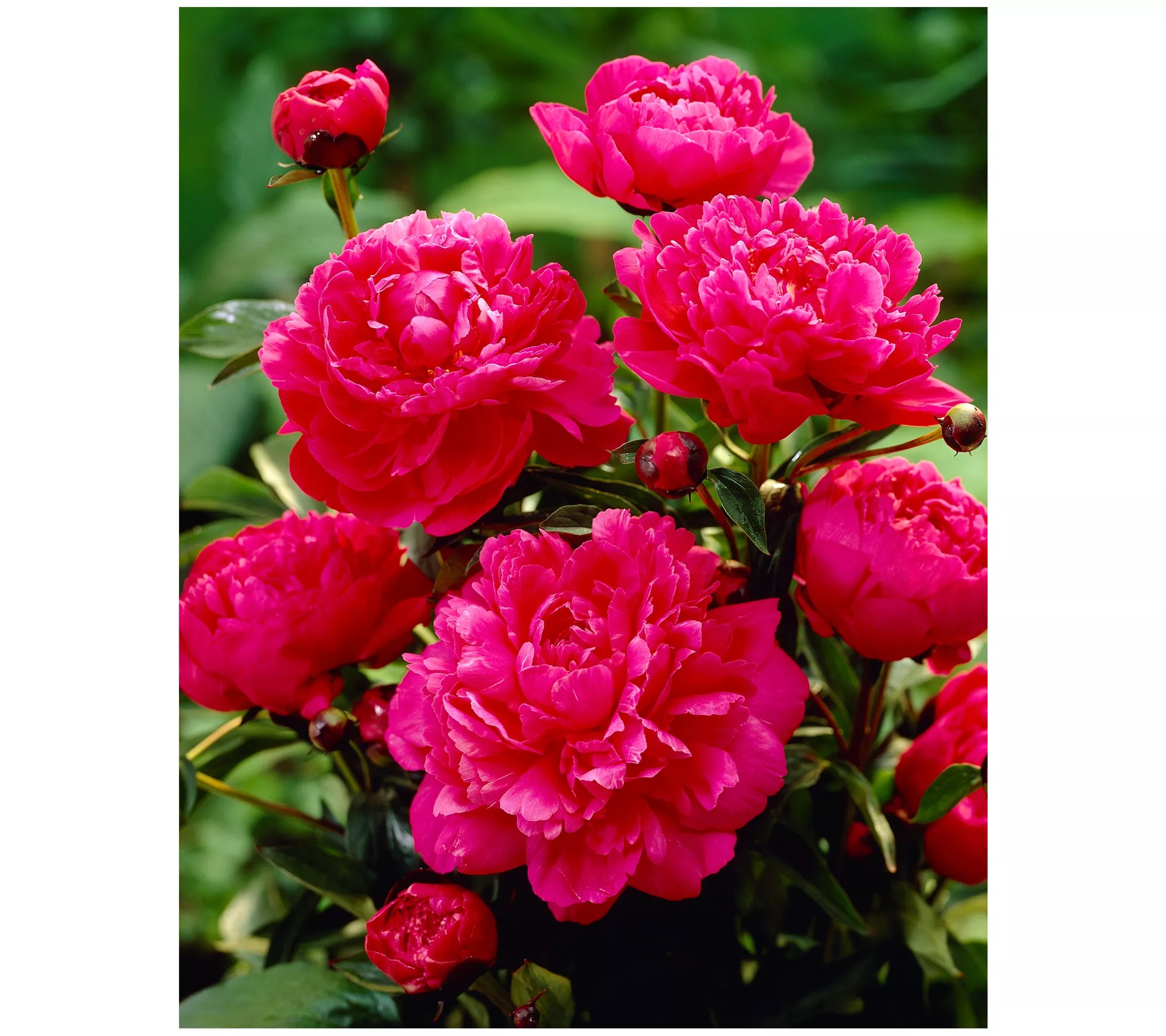 Roberta's 2 pc. Peony Collection Live Plants