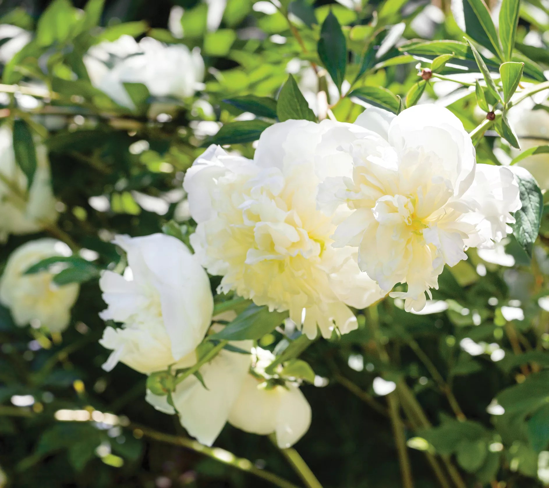 Roberta's 2 pc. Peony Collection Live Plants