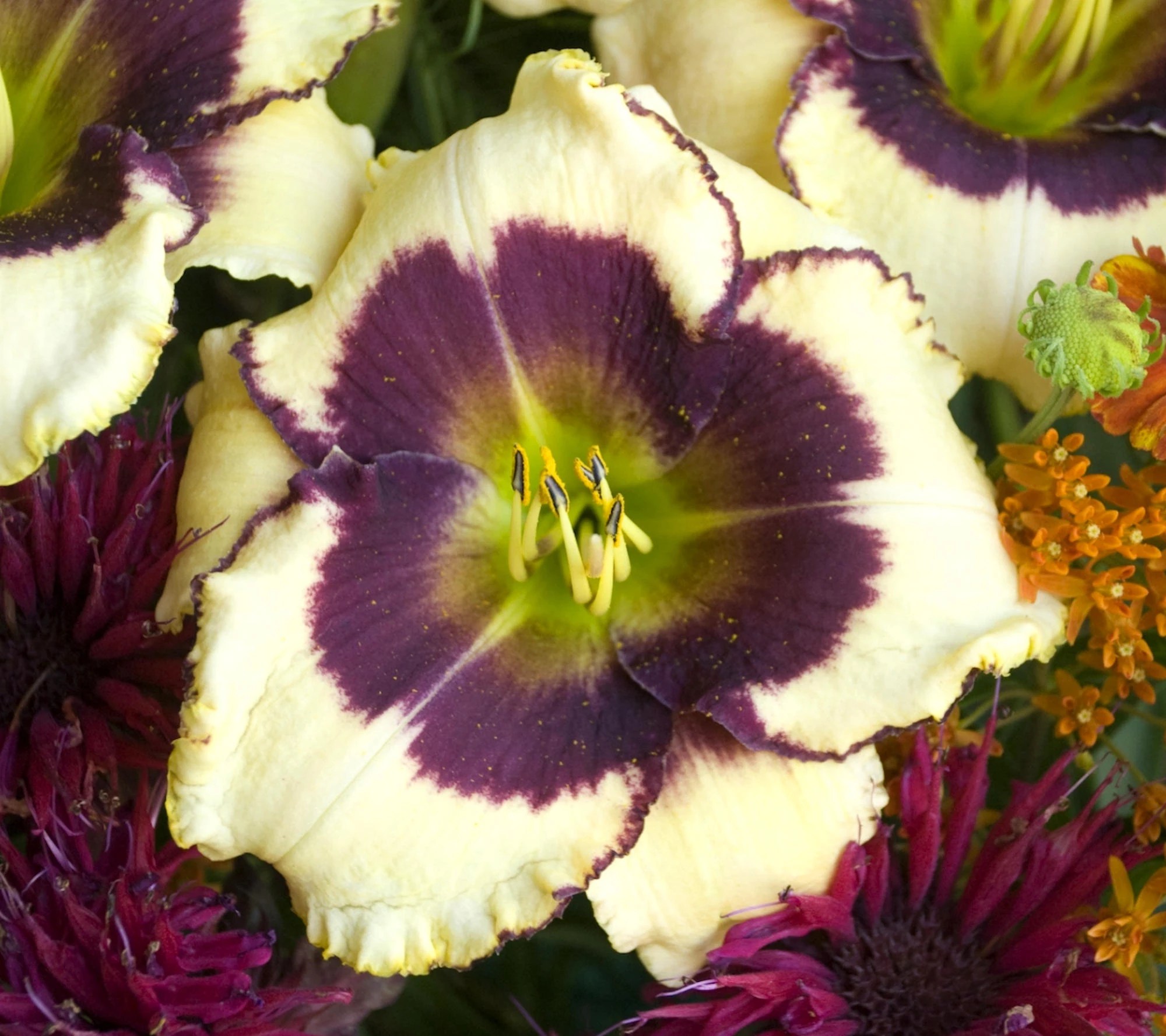 Cottage Farms 3Piece Fight the Good Fight Daylilies