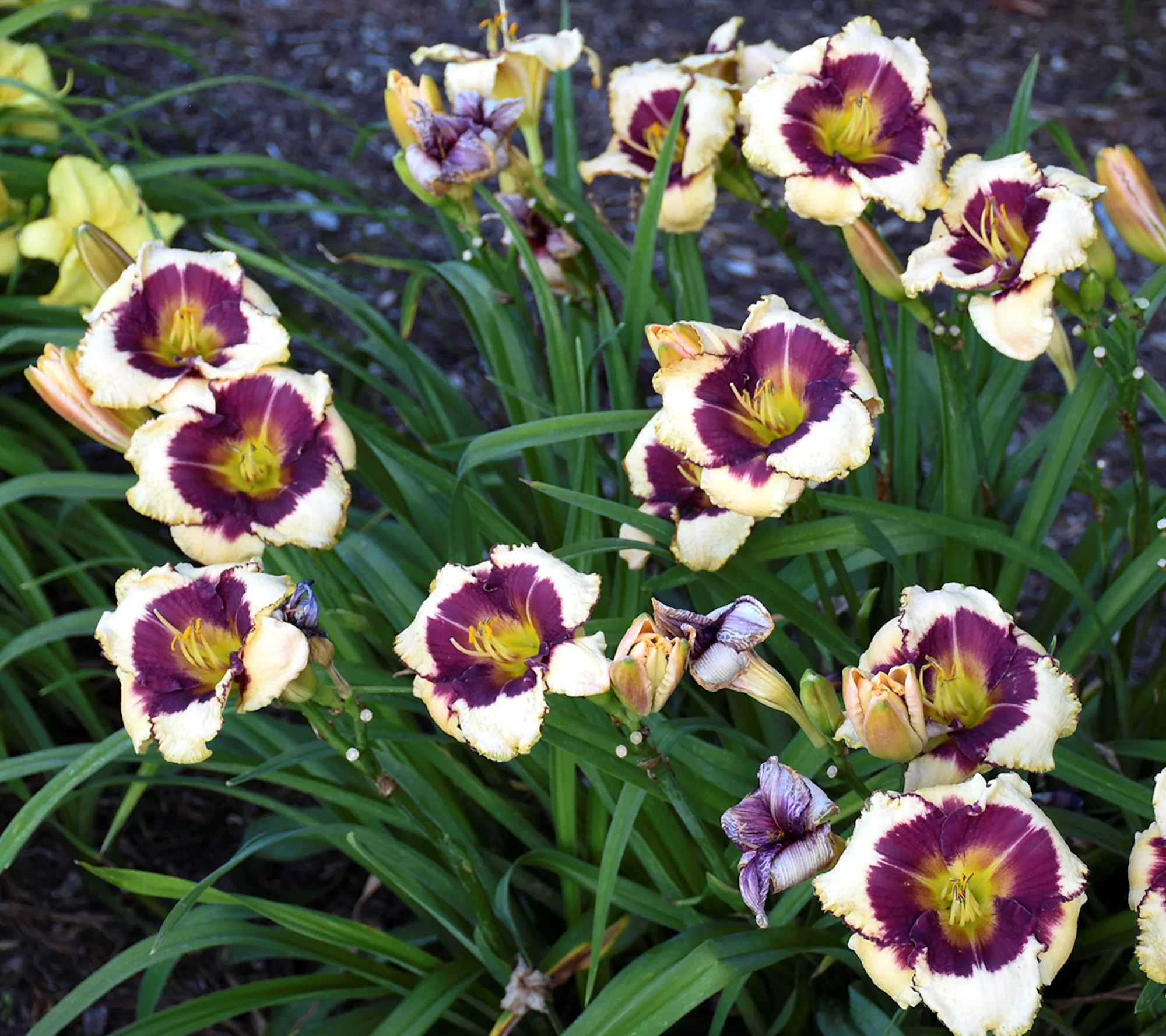 Cottage Farms 3Piece Fight the Good Fight Daylilies