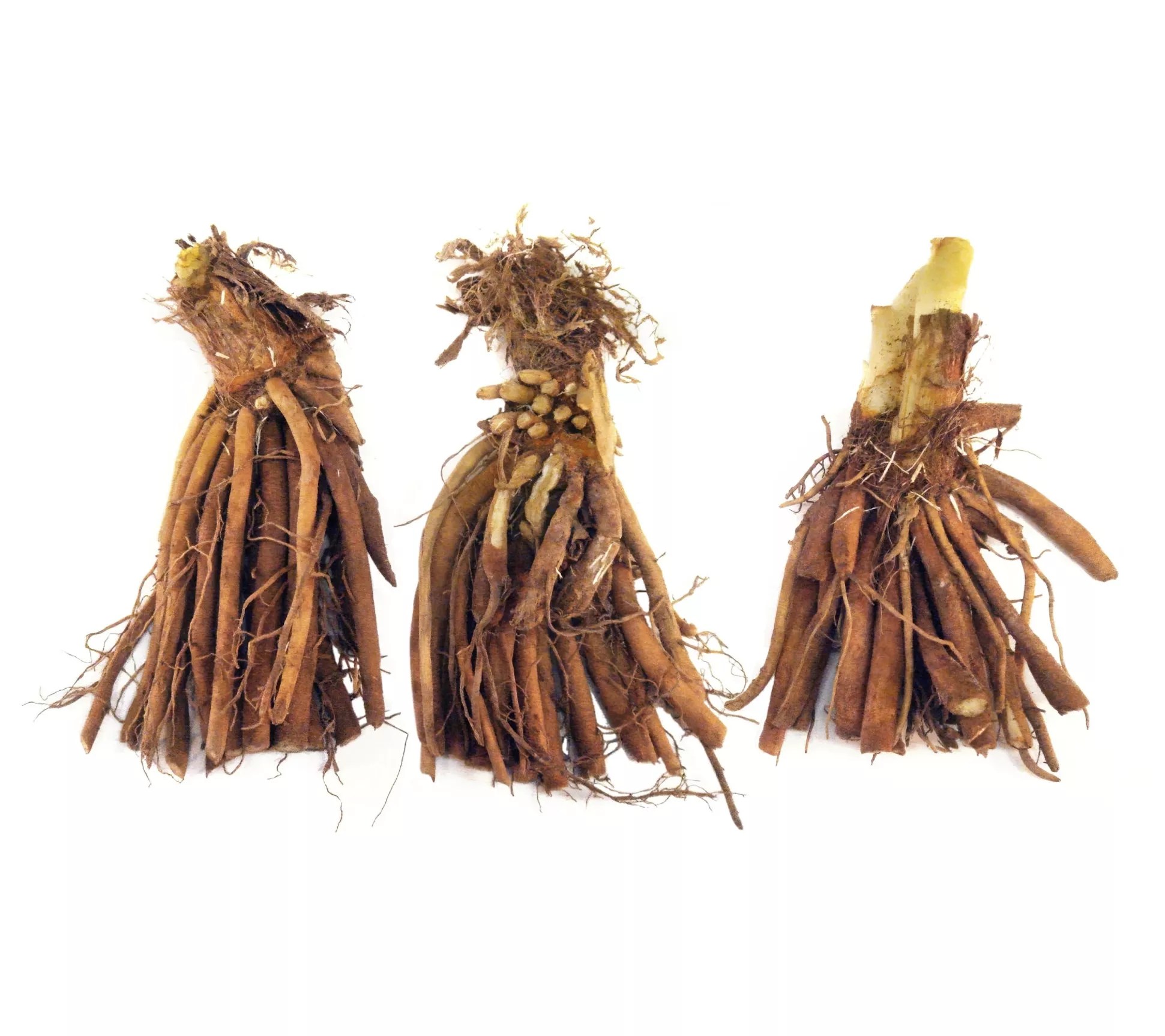 Cottage Farms 3Piece Fight the Good Fight Daylilies