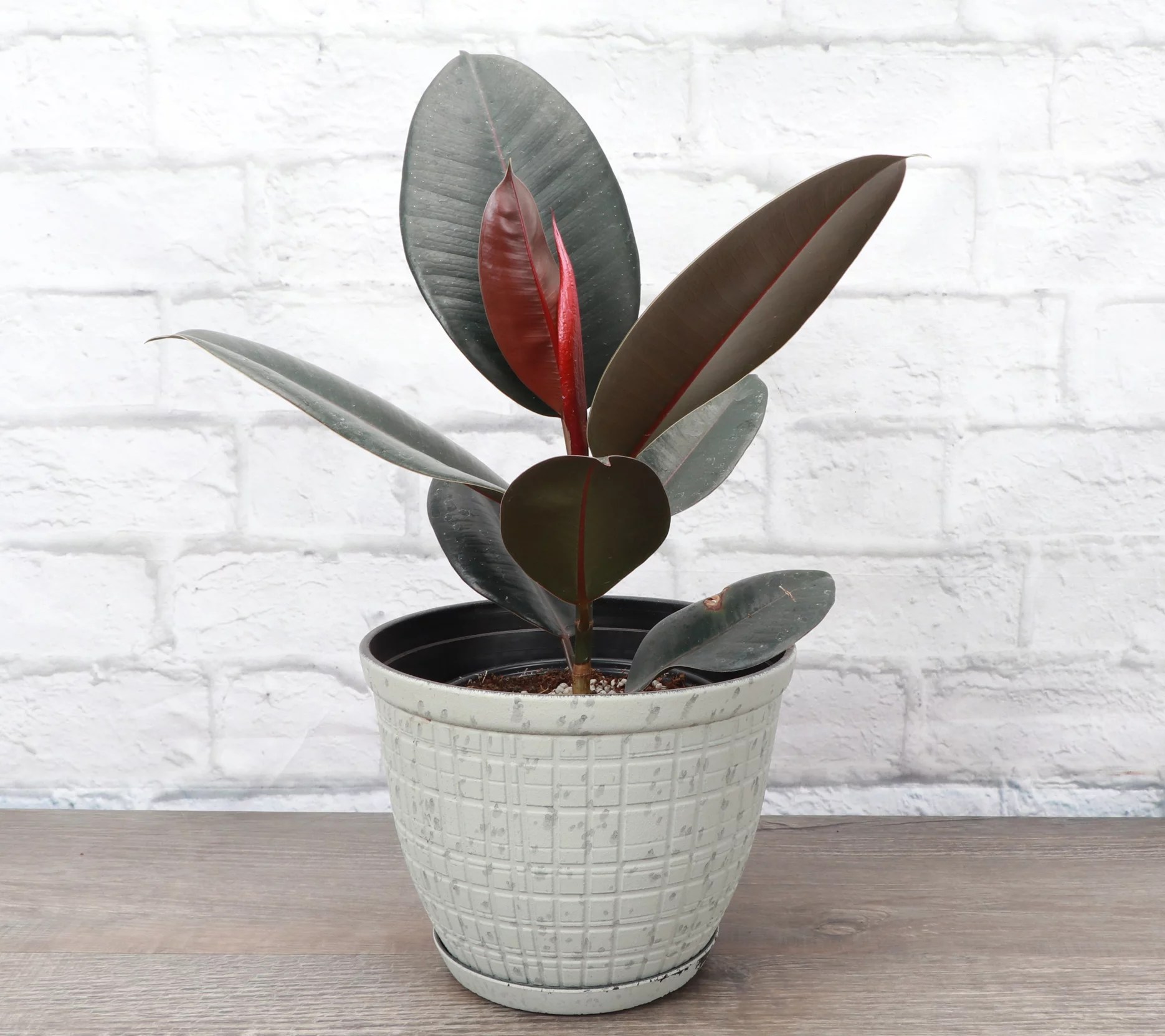 Thorsen's Greenhouse Live Rubber Tree Plant in Rustic Planter