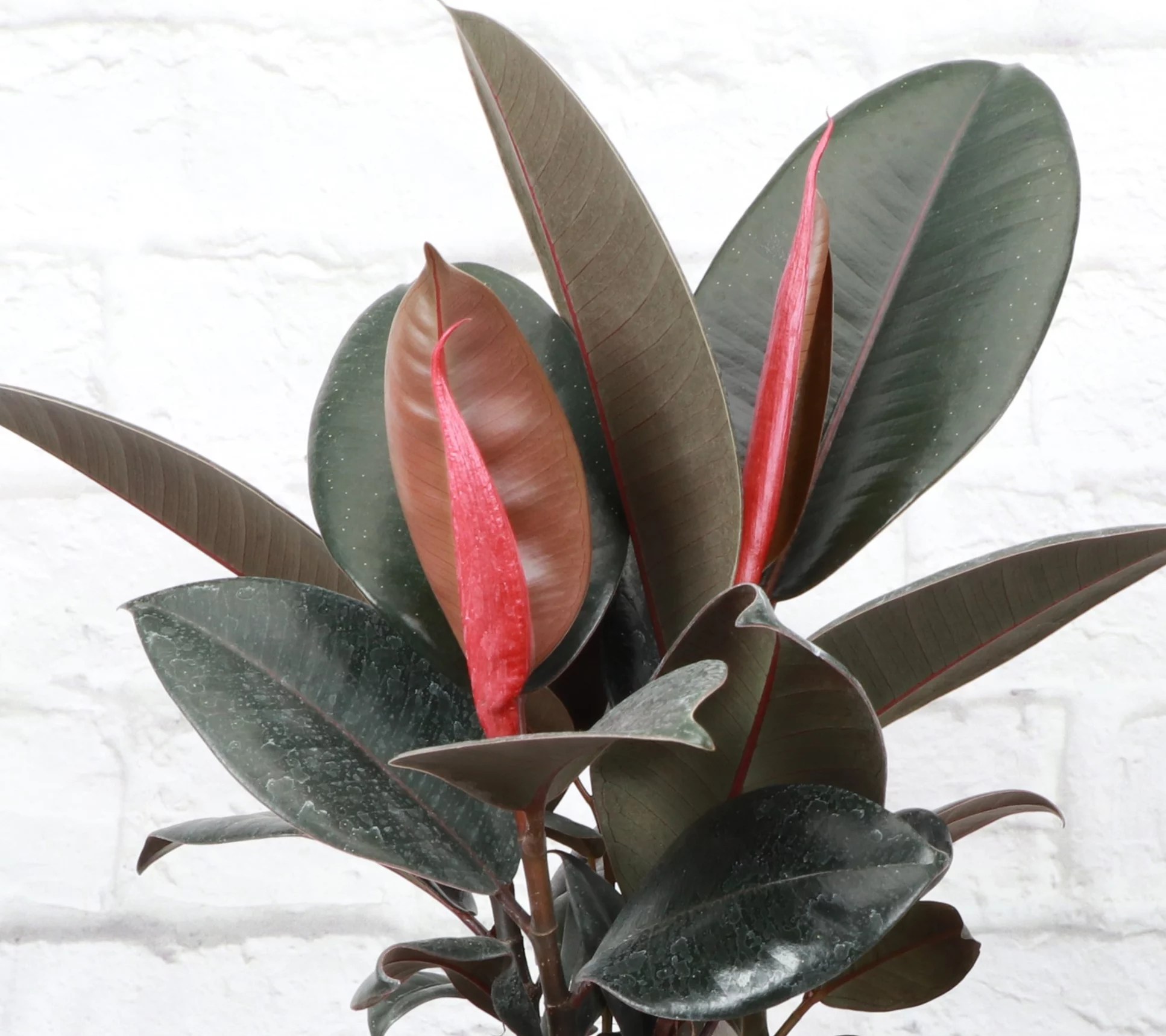 Thorsen's Greenhouse Live Rubber Tree Plant in Rustic Planter