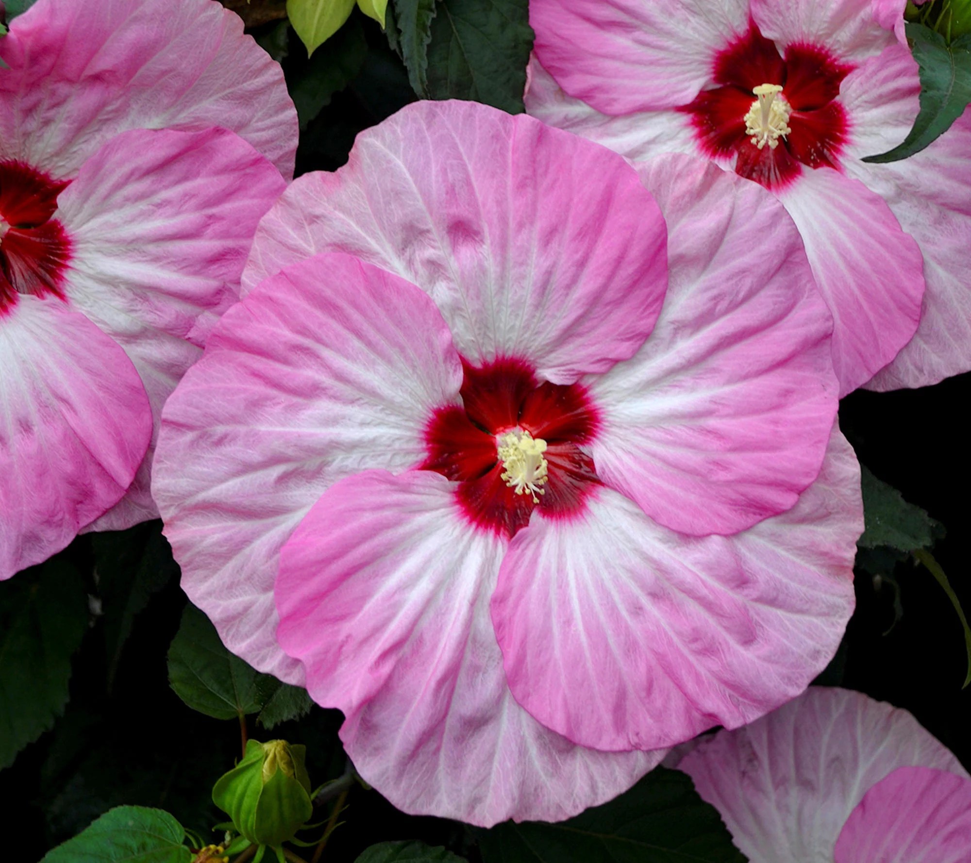 Cottage Farms Spinderella Hardy Hibiscus