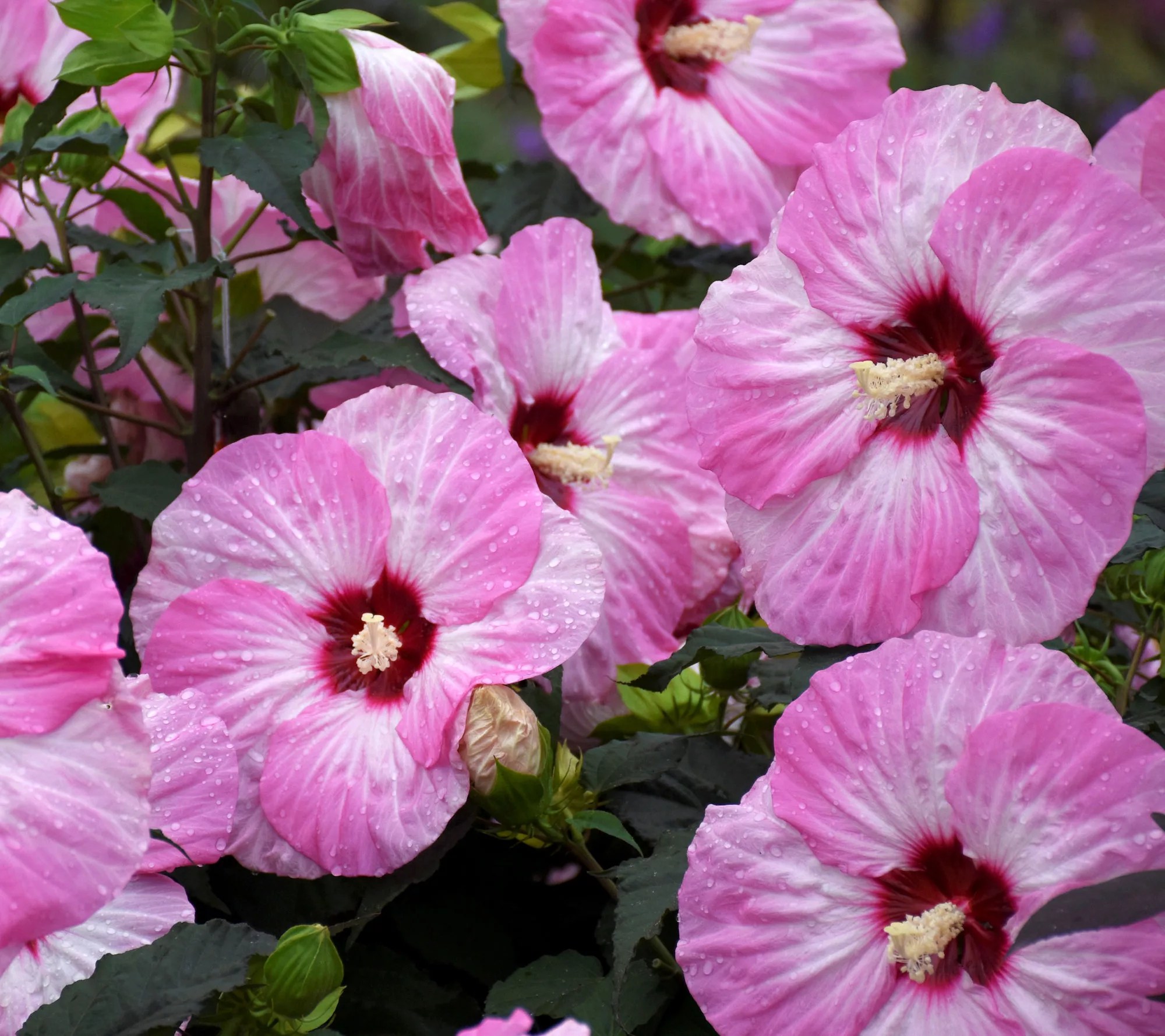 Cottage Farms Spinderella Hardy Hibiscus