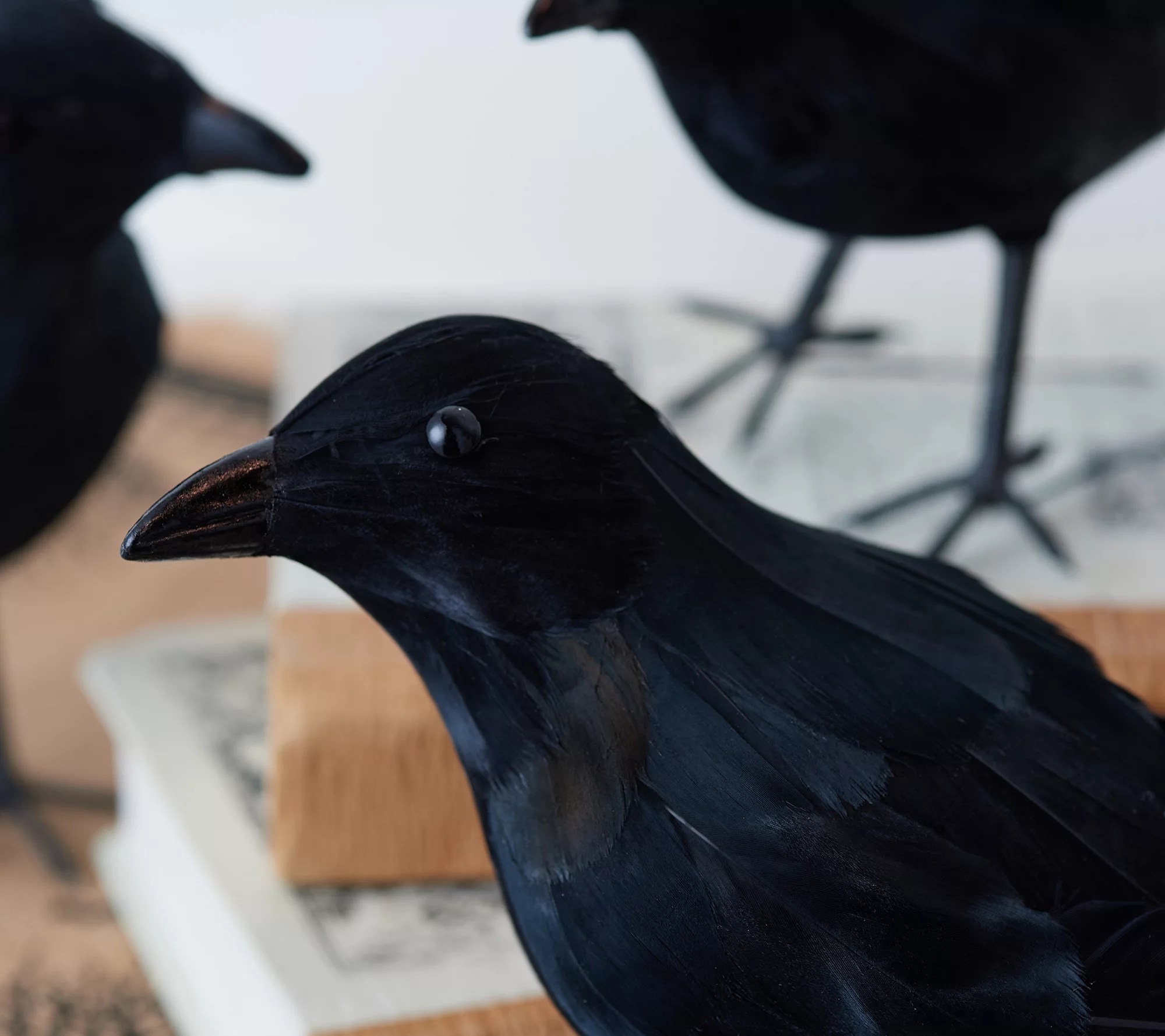Simply Stunning Set of 4 Feathered Ravens by Janine Graff