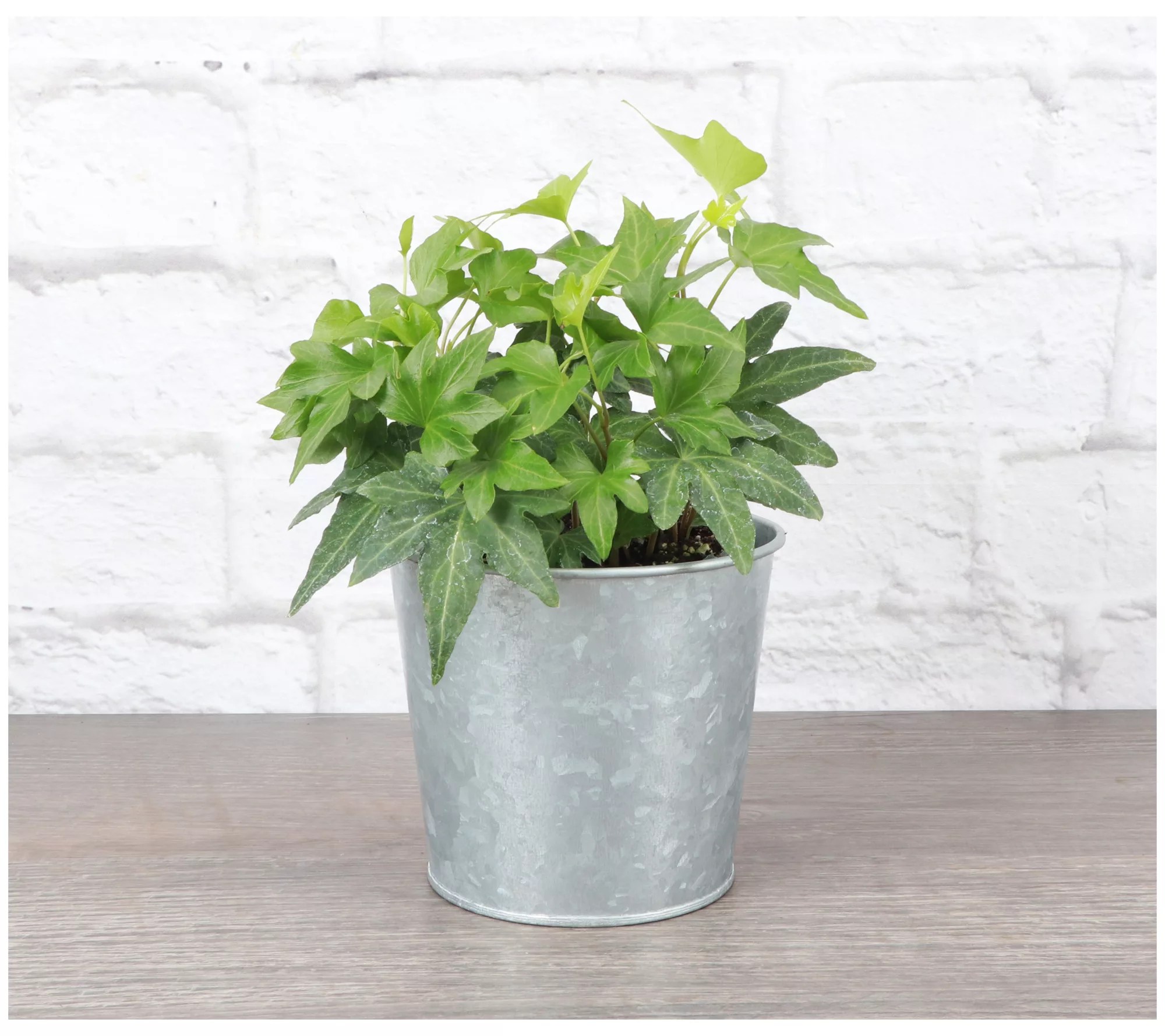 Thorsen's Greenhouse Live 4" Green Ivy Plant inMetal Pot