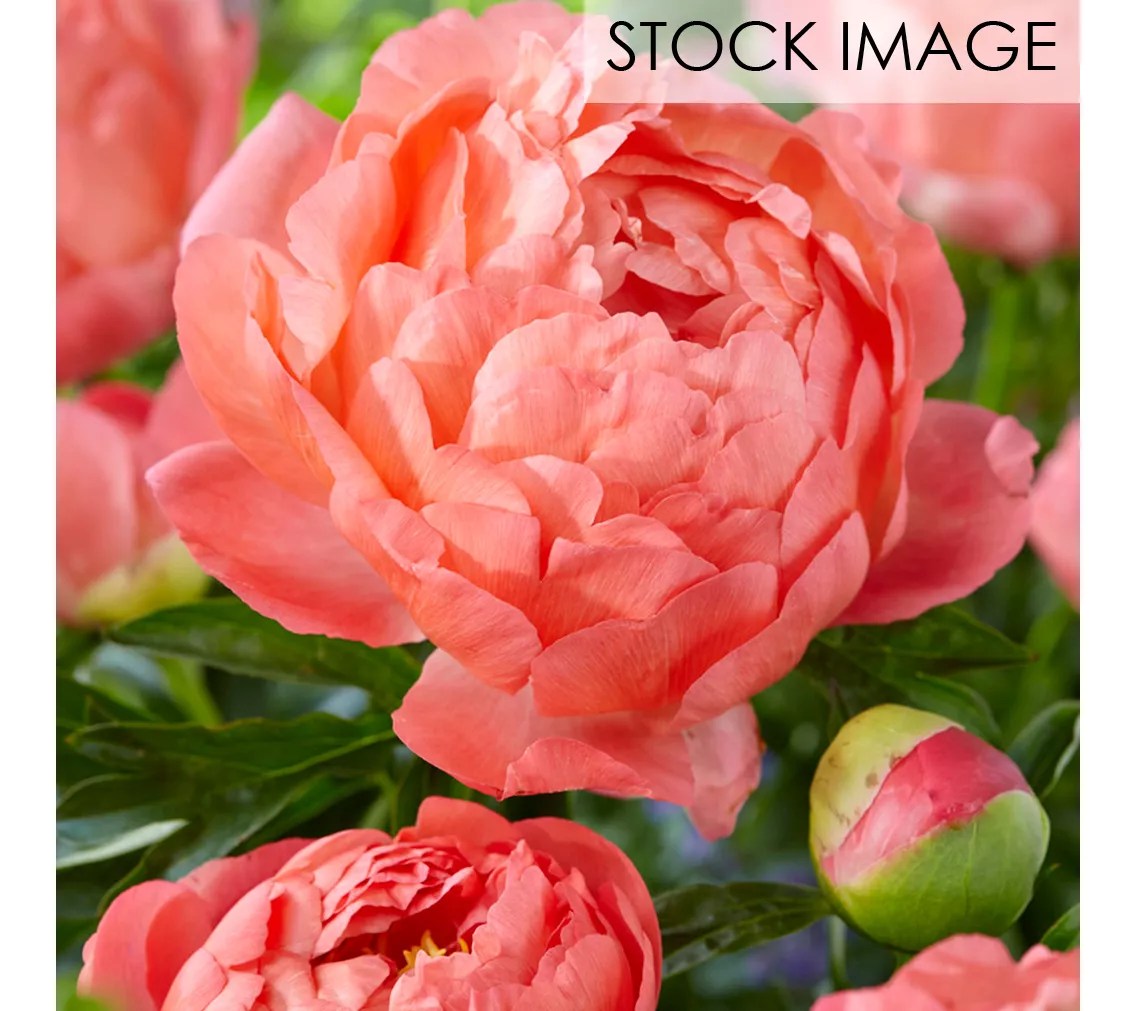 Van Zyverden Peonies Coral Sunset Set of 6 Roots