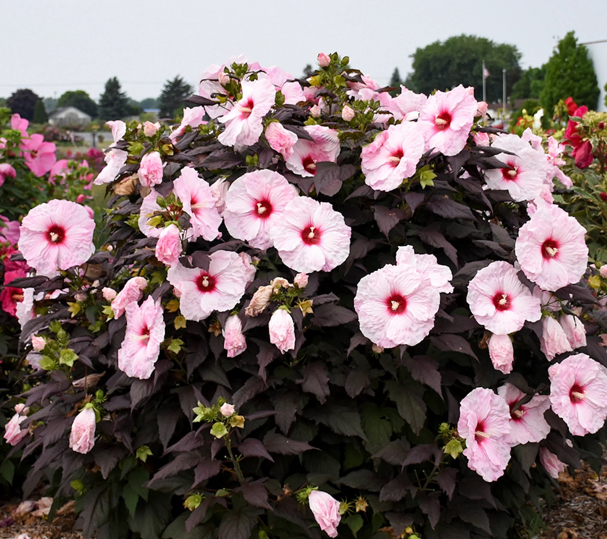 Cottage Farms Dark Mystery Hardy Hibiscus